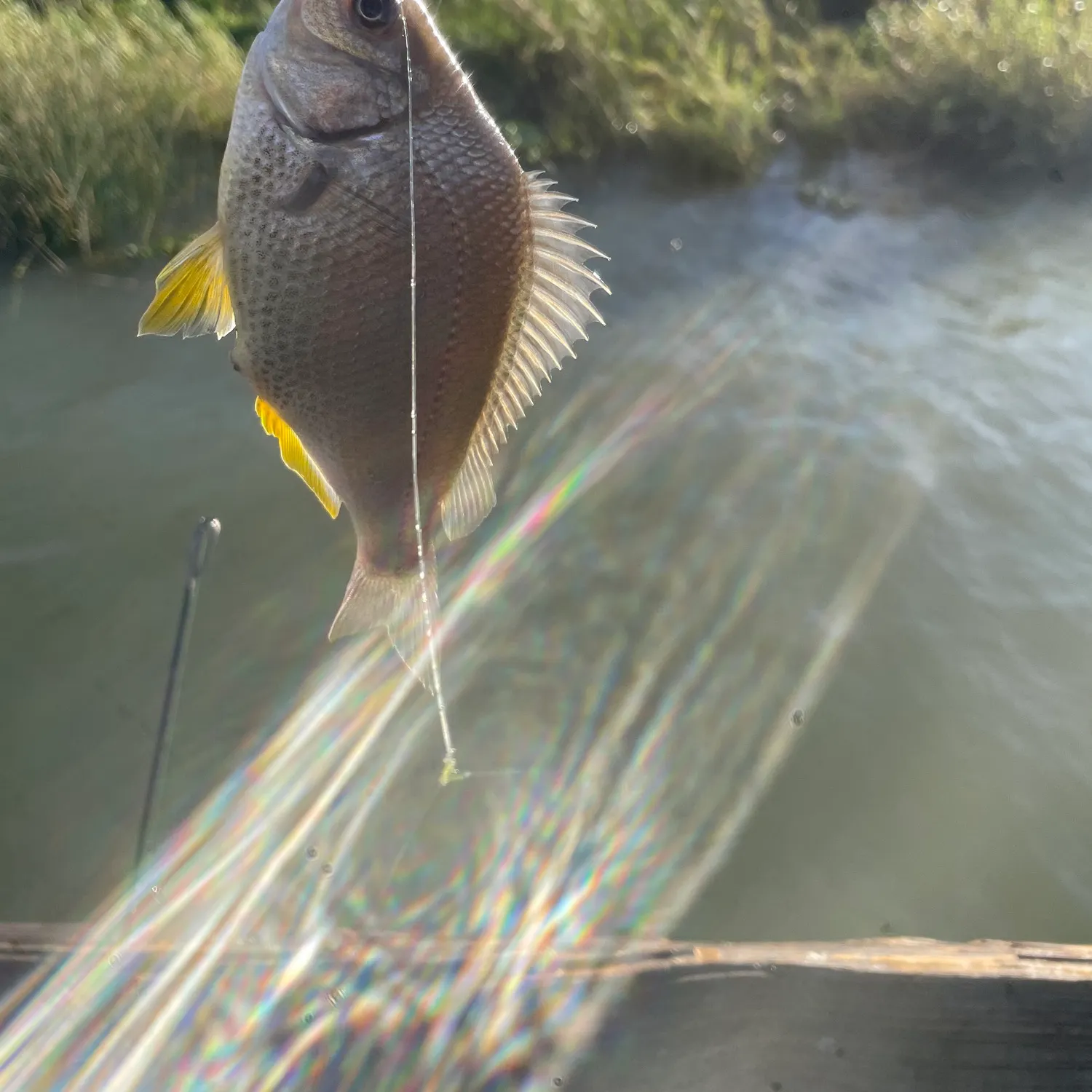 The most recent Yellowfin croaker catches on Fishbrain