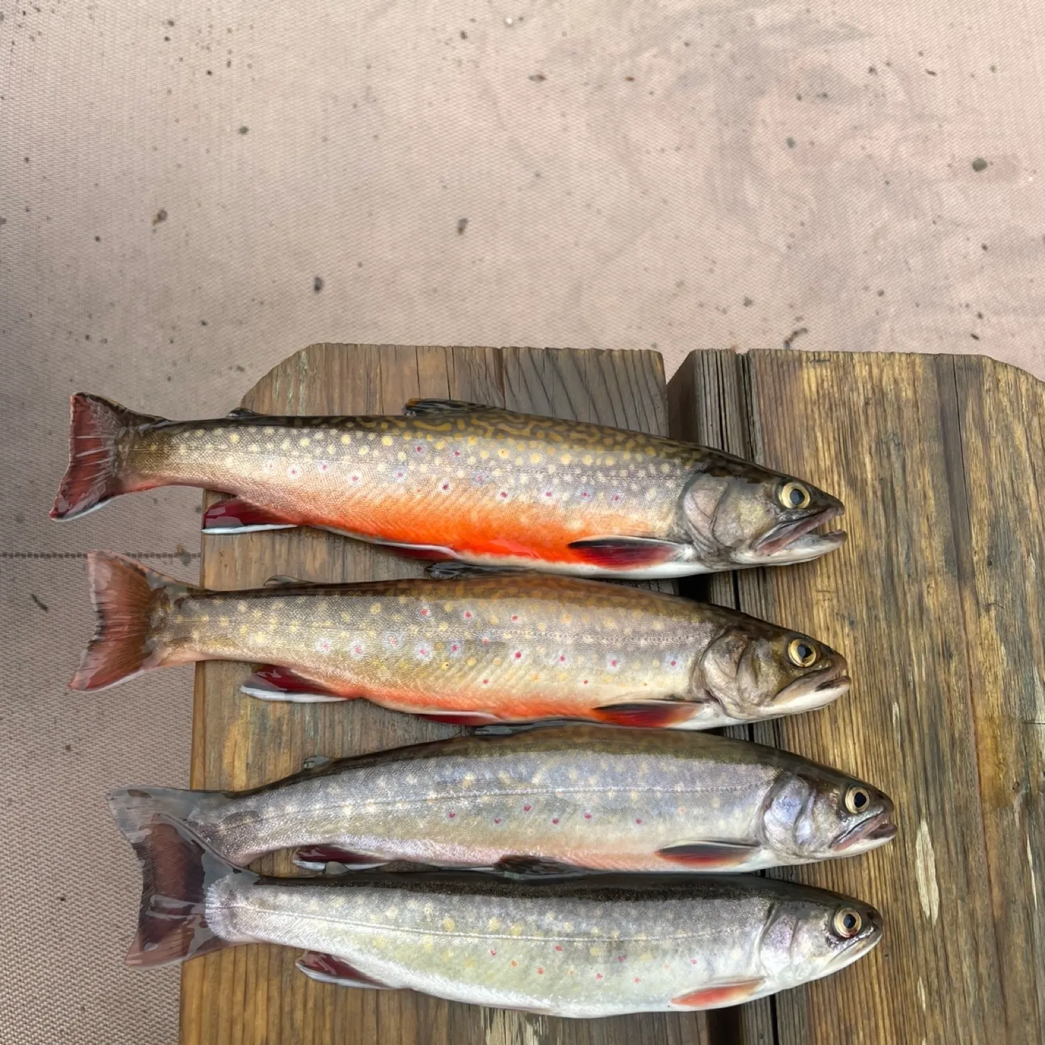 recently logged catches