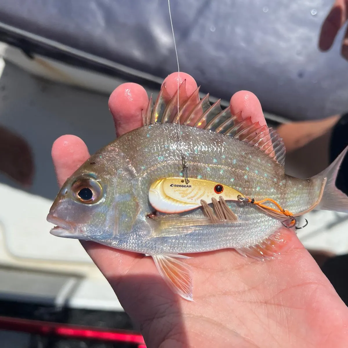 The most recent Australasian snapper catches on Fishbrain