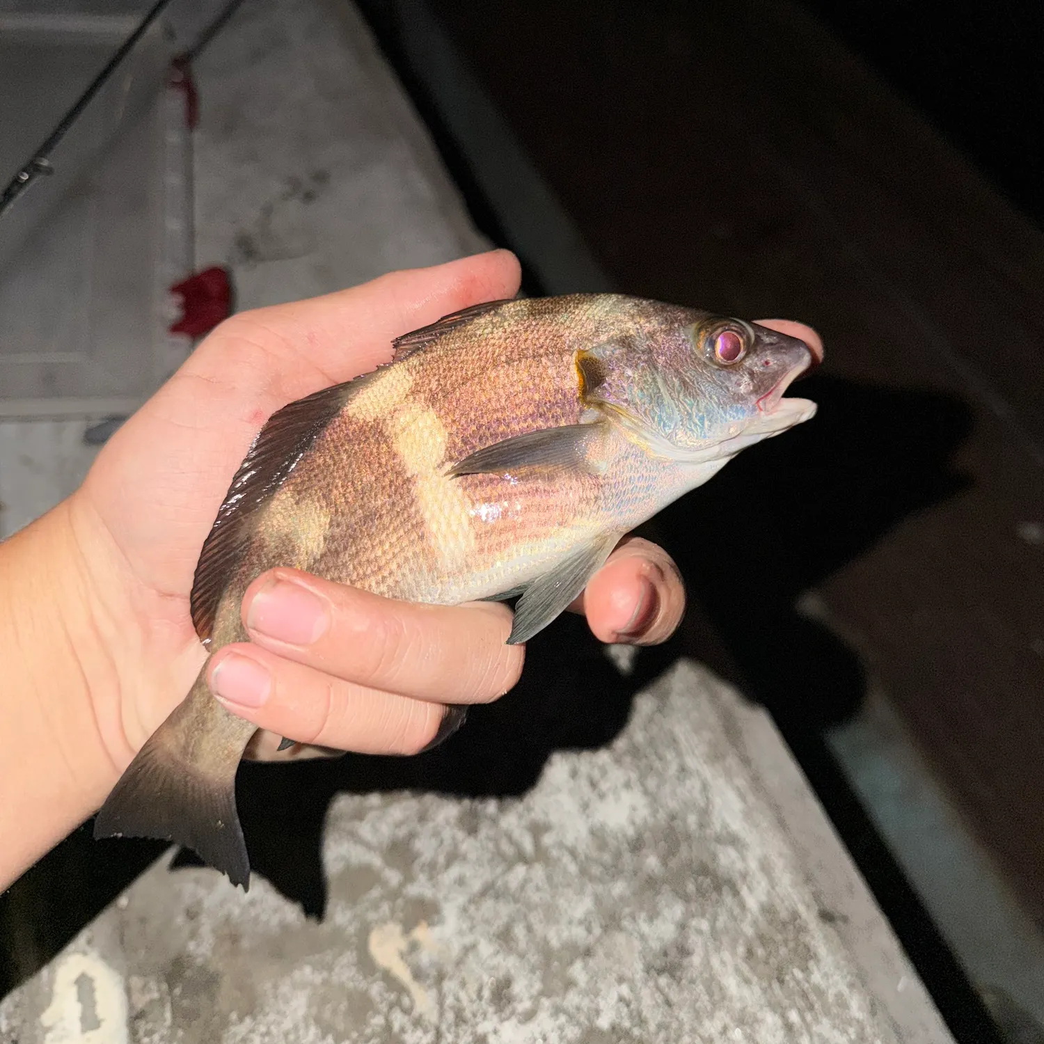 The most recent Black croaker catches on Fishbrain