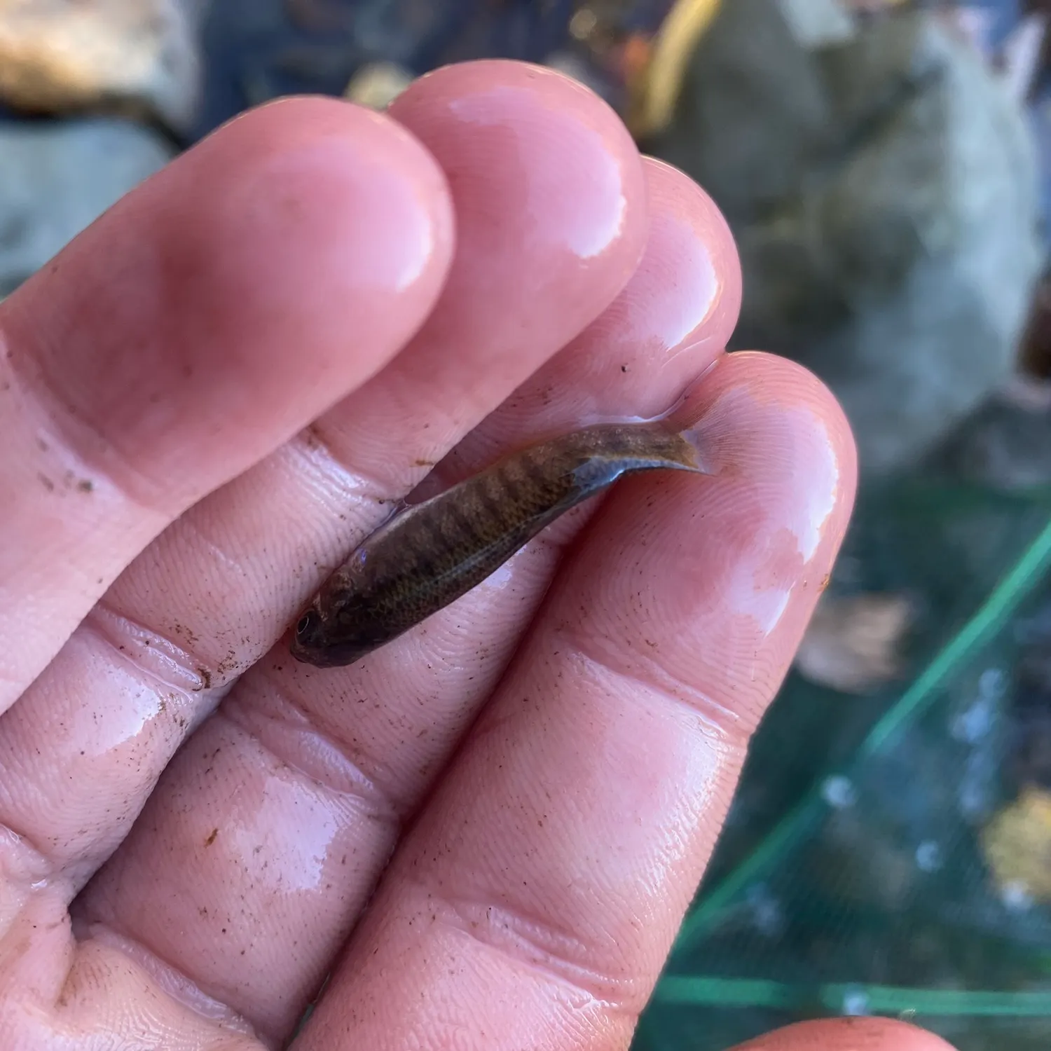 Mummichog caught on Fishbrain