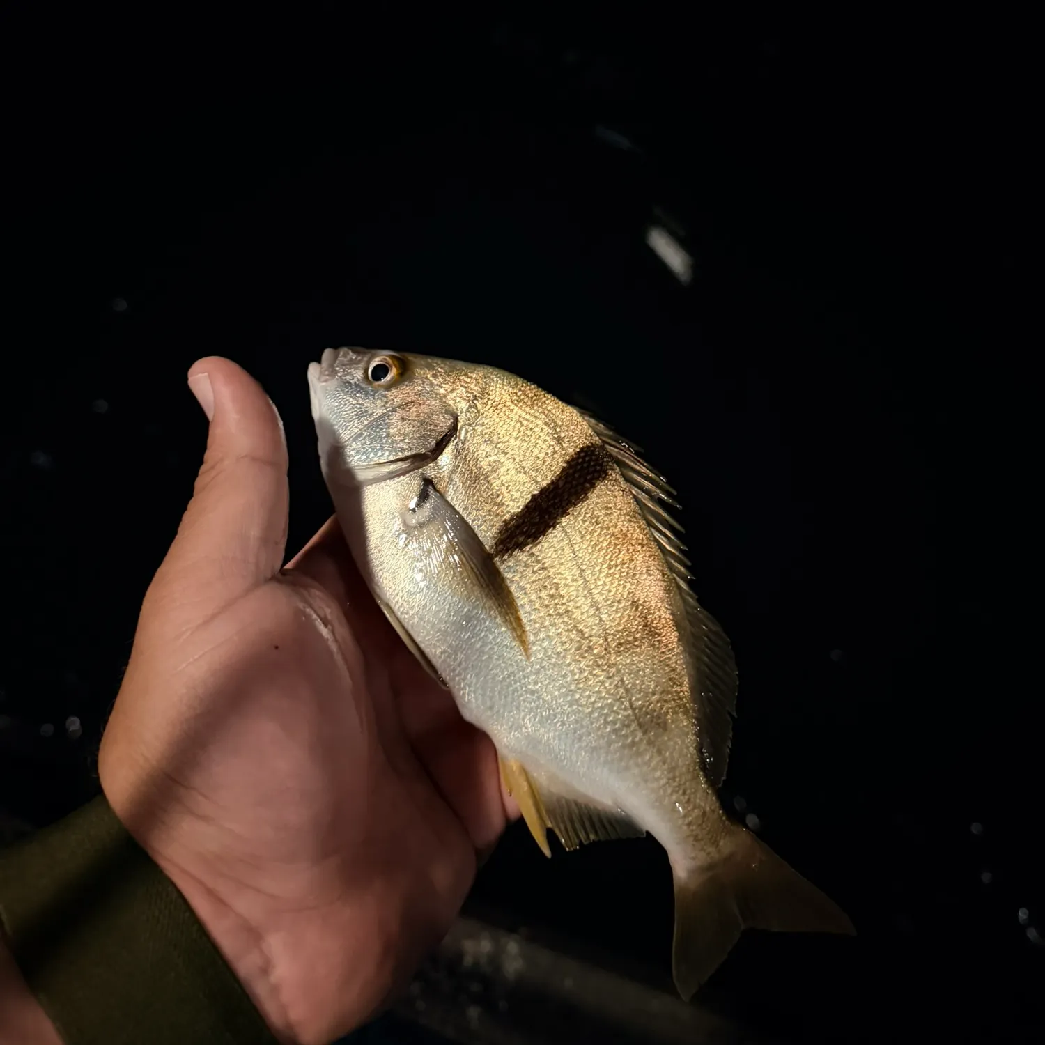 The most recent Sargo catches on Fishbrain