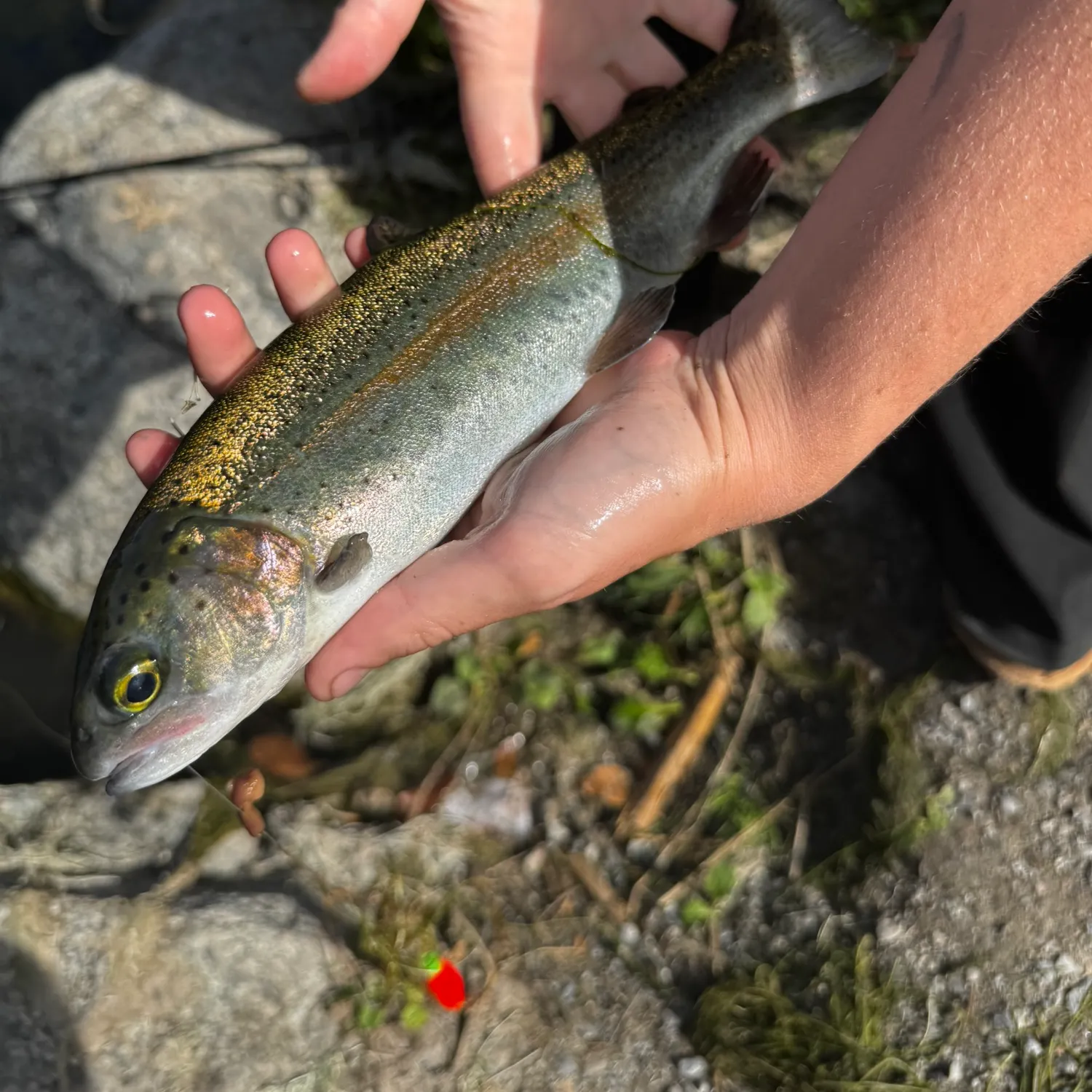 Rainbow trout caught on Fishbrain
