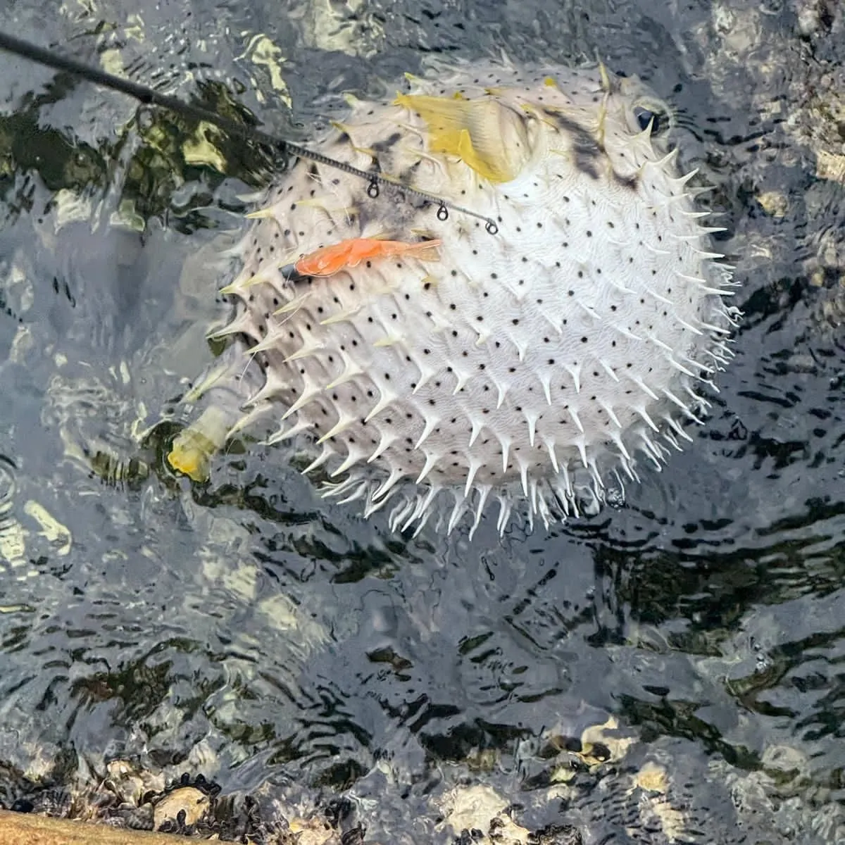 The most recent Three-barred porcupinefish catches on Fishbrain