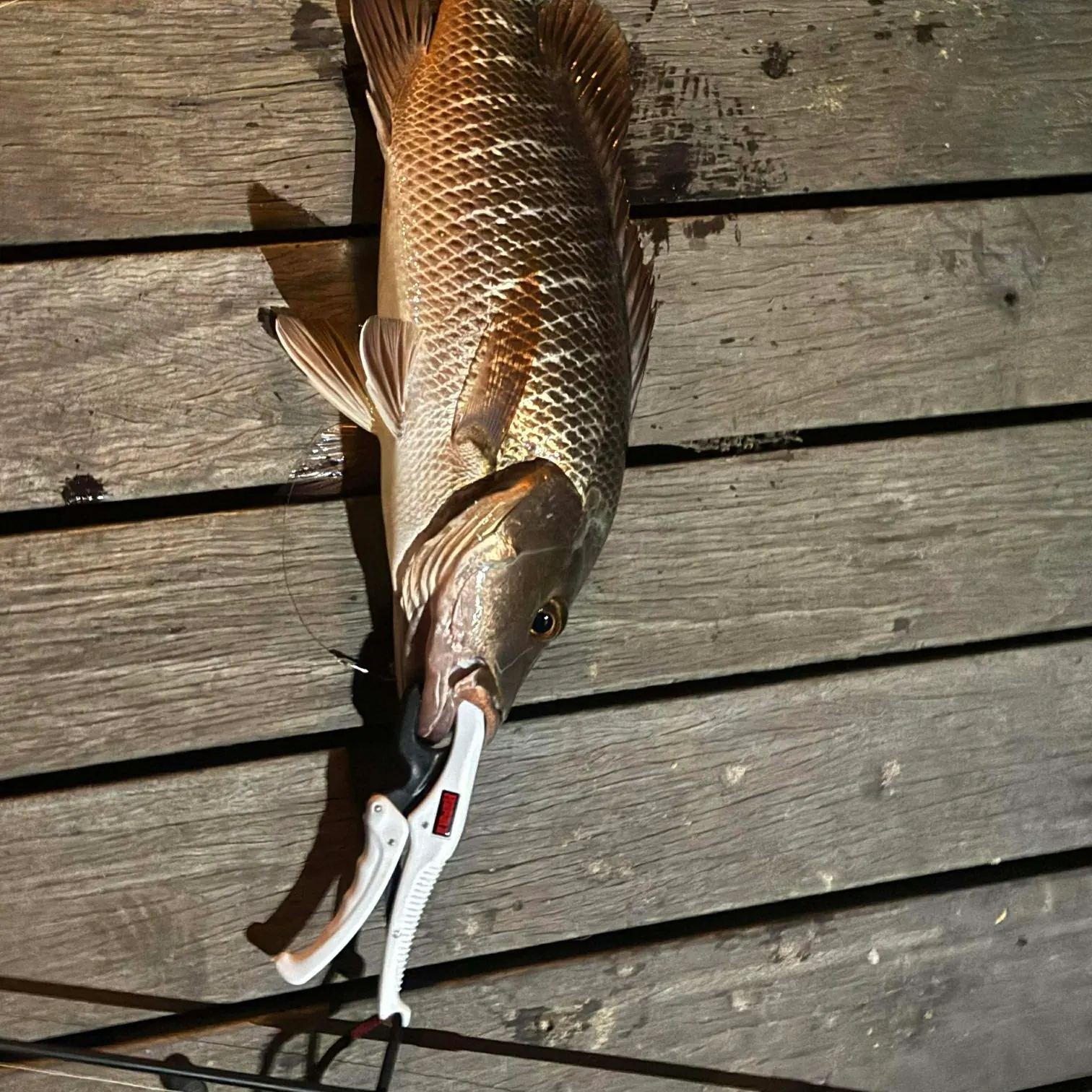 The most recent Mangrove snapper catches on Fishbrain