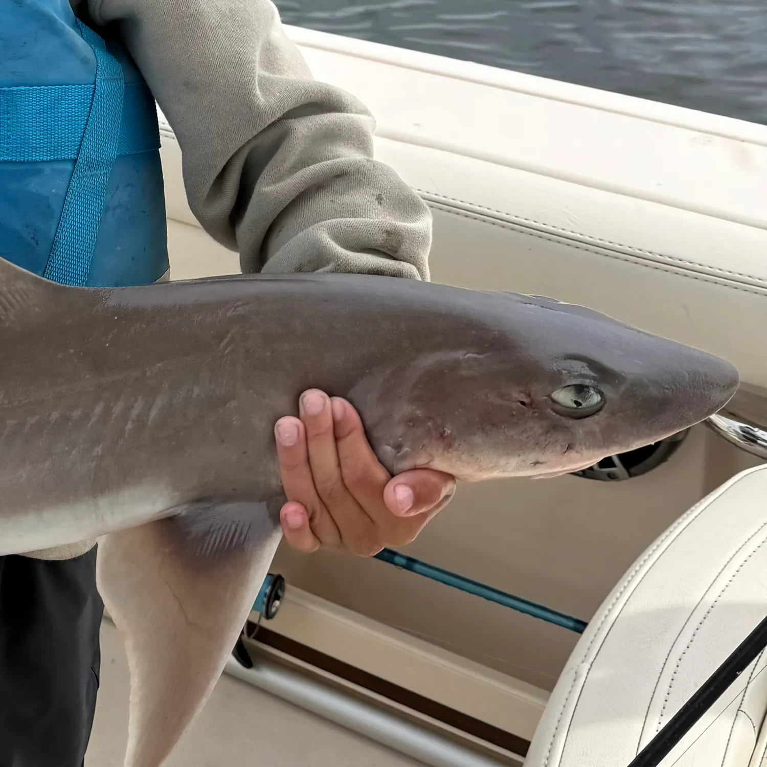 Dusky smooth-hound caught on Fishbrain