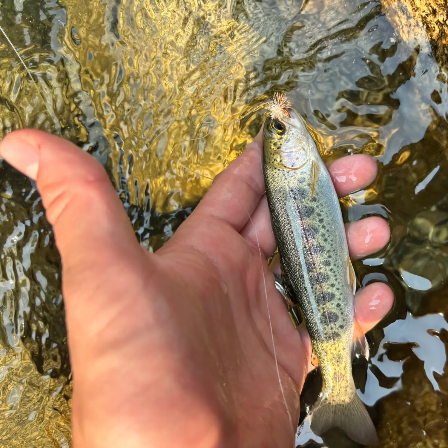 Coastal cutthroat trout caught on Fishbrain