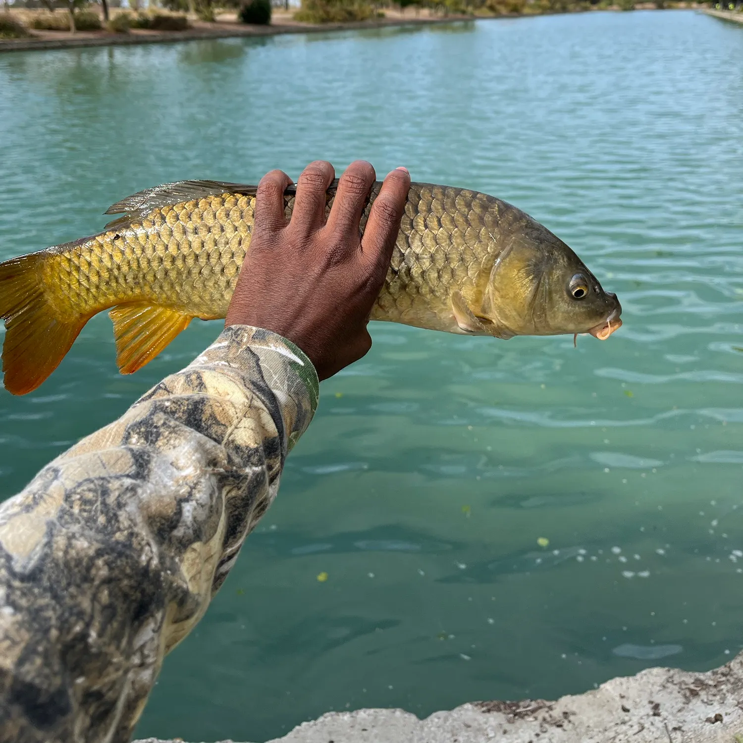 Common carp caught on Fishbrain
