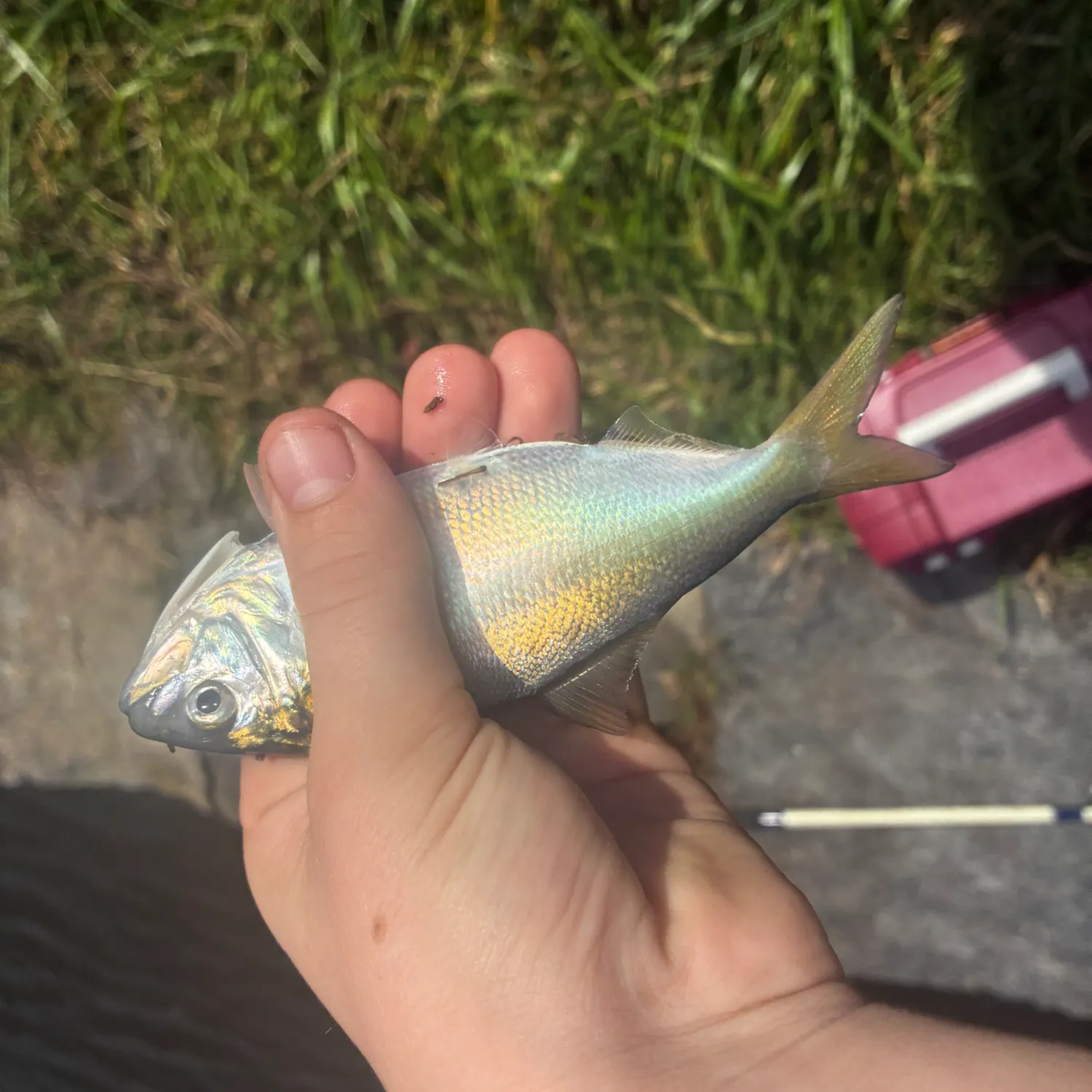The most recent American shad catches on Fishbrain