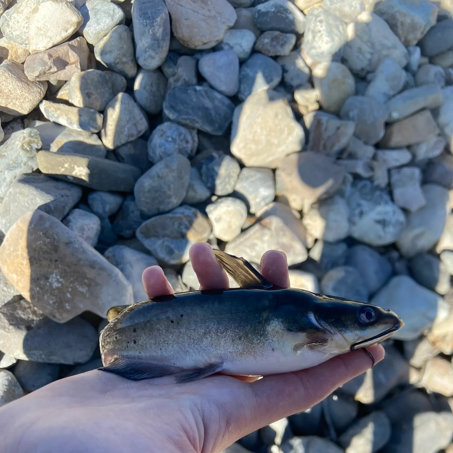 The most recent Channel catfish catches on Fishbrain