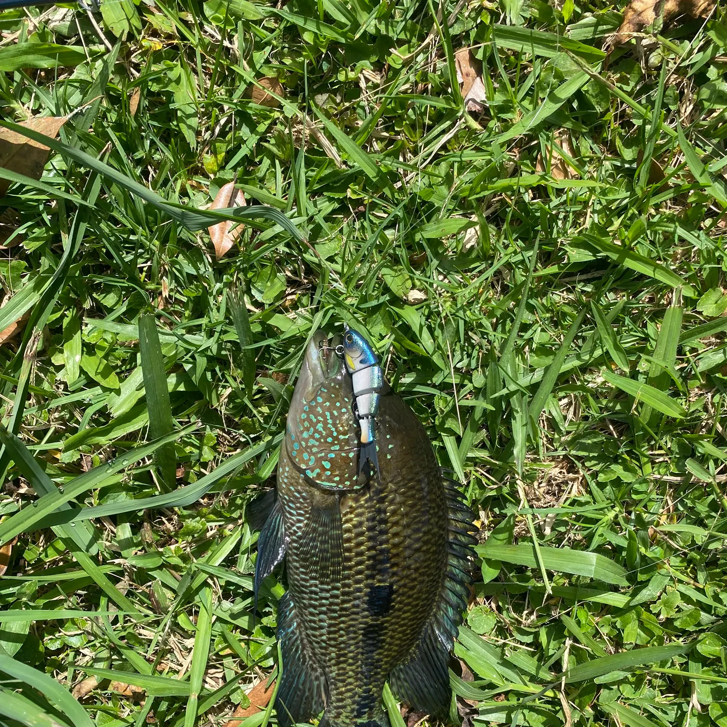 The most recent Turquoise cichlid catches on Fishbrain