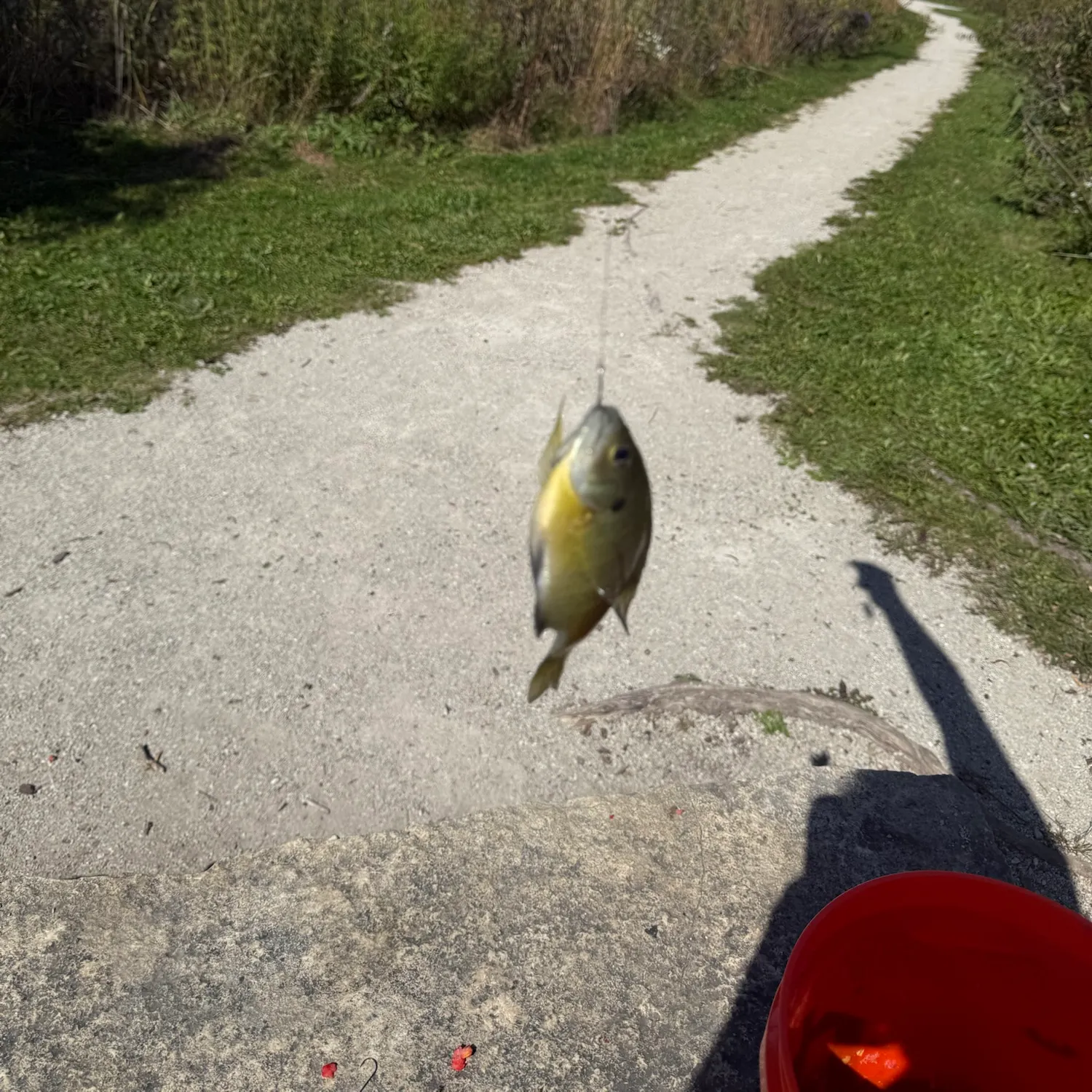 catch