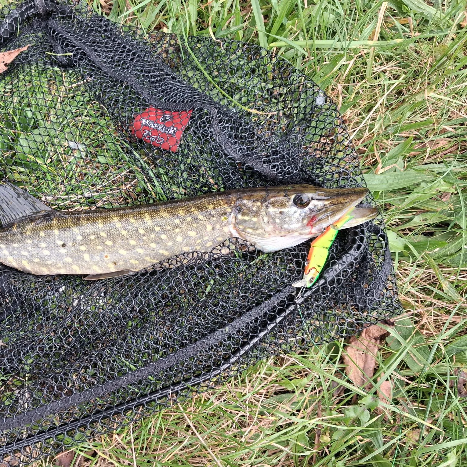 Northern pike caught on Fishbrain