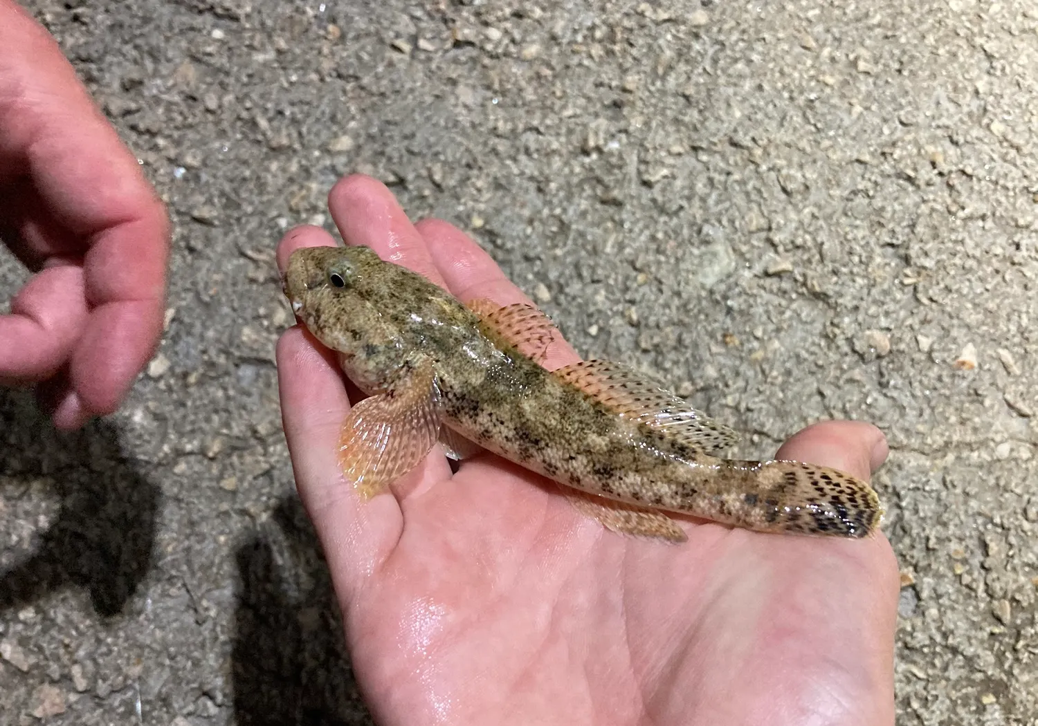 Giant goby