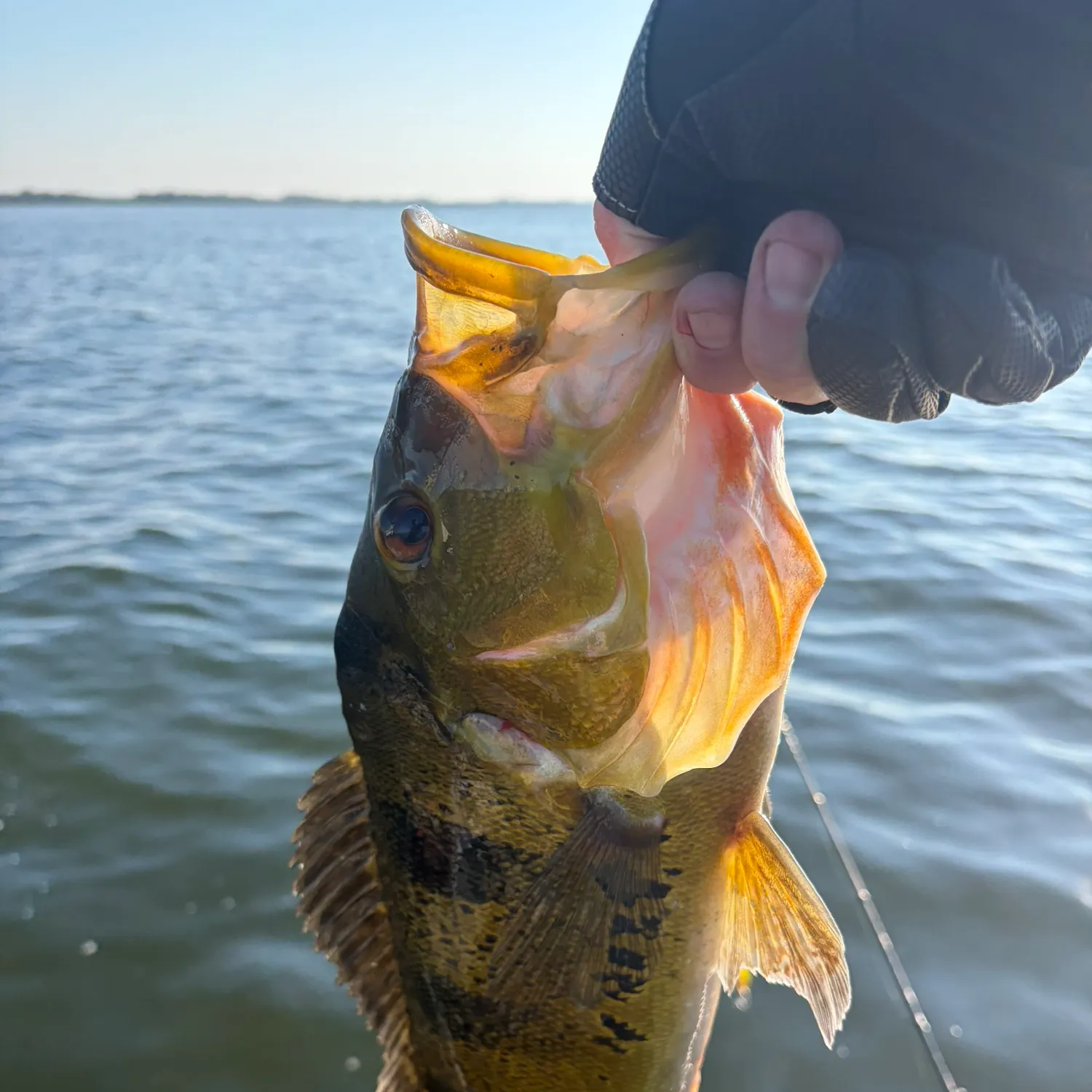The most recent Kelberi peacock bass catches on Fishbrain
