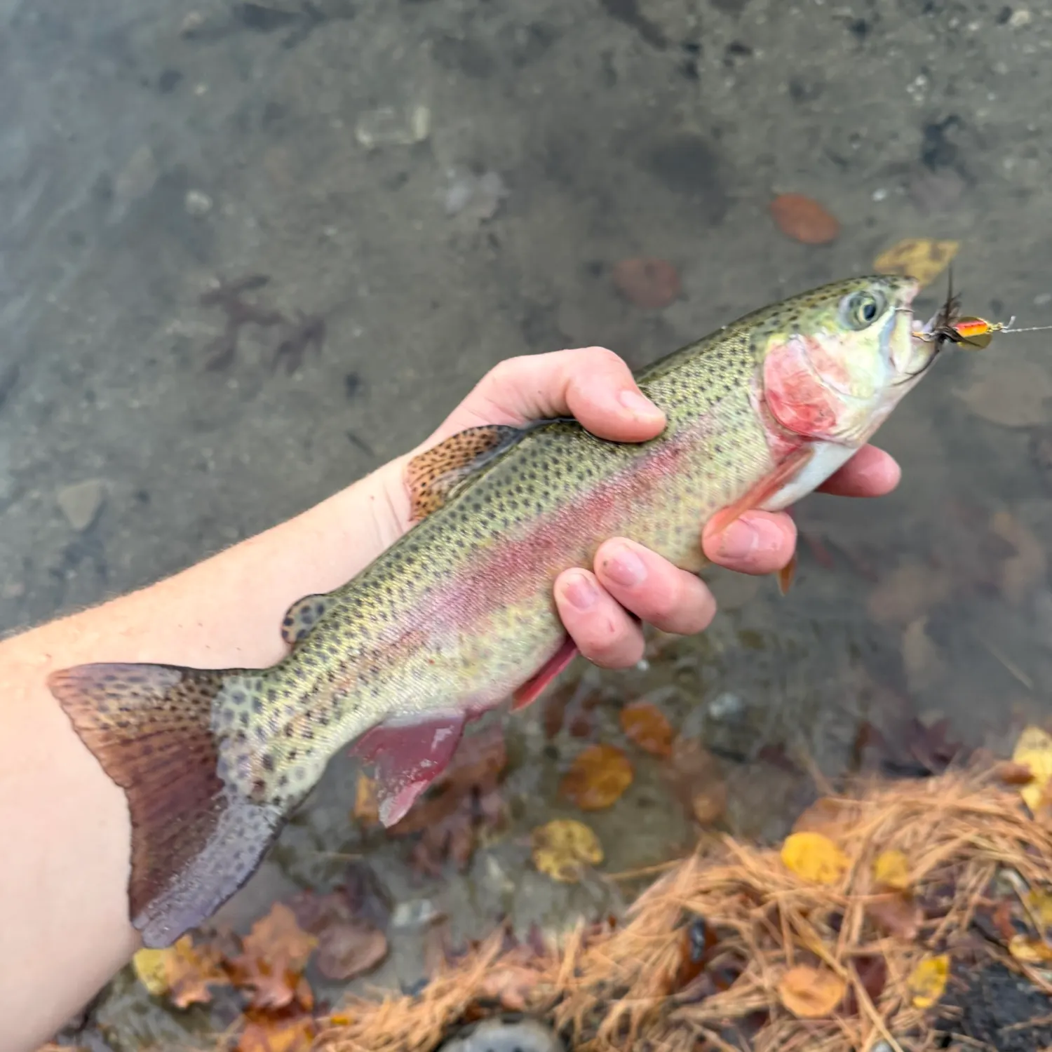Rainbow trout caught on Fishbrain