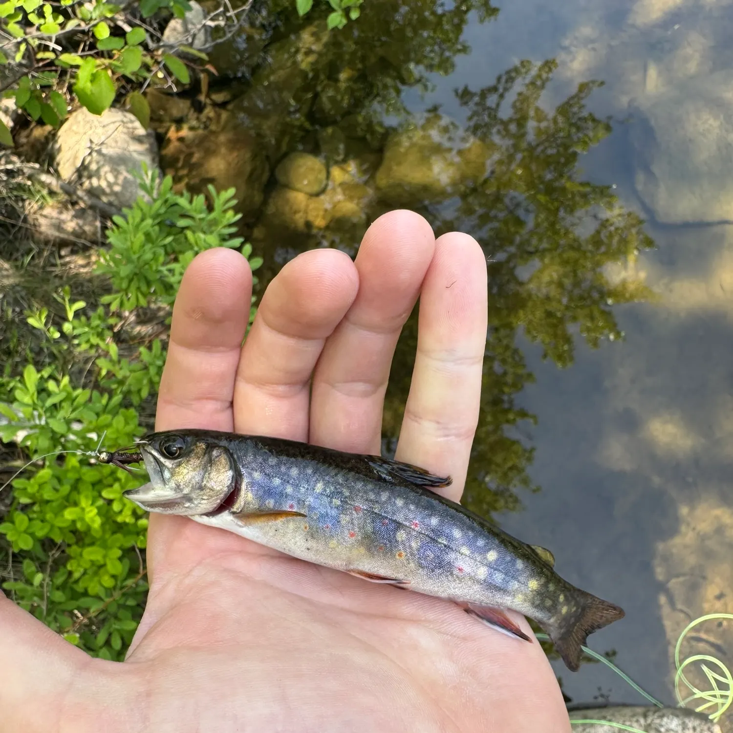 Brook trout caught on Fishbrain