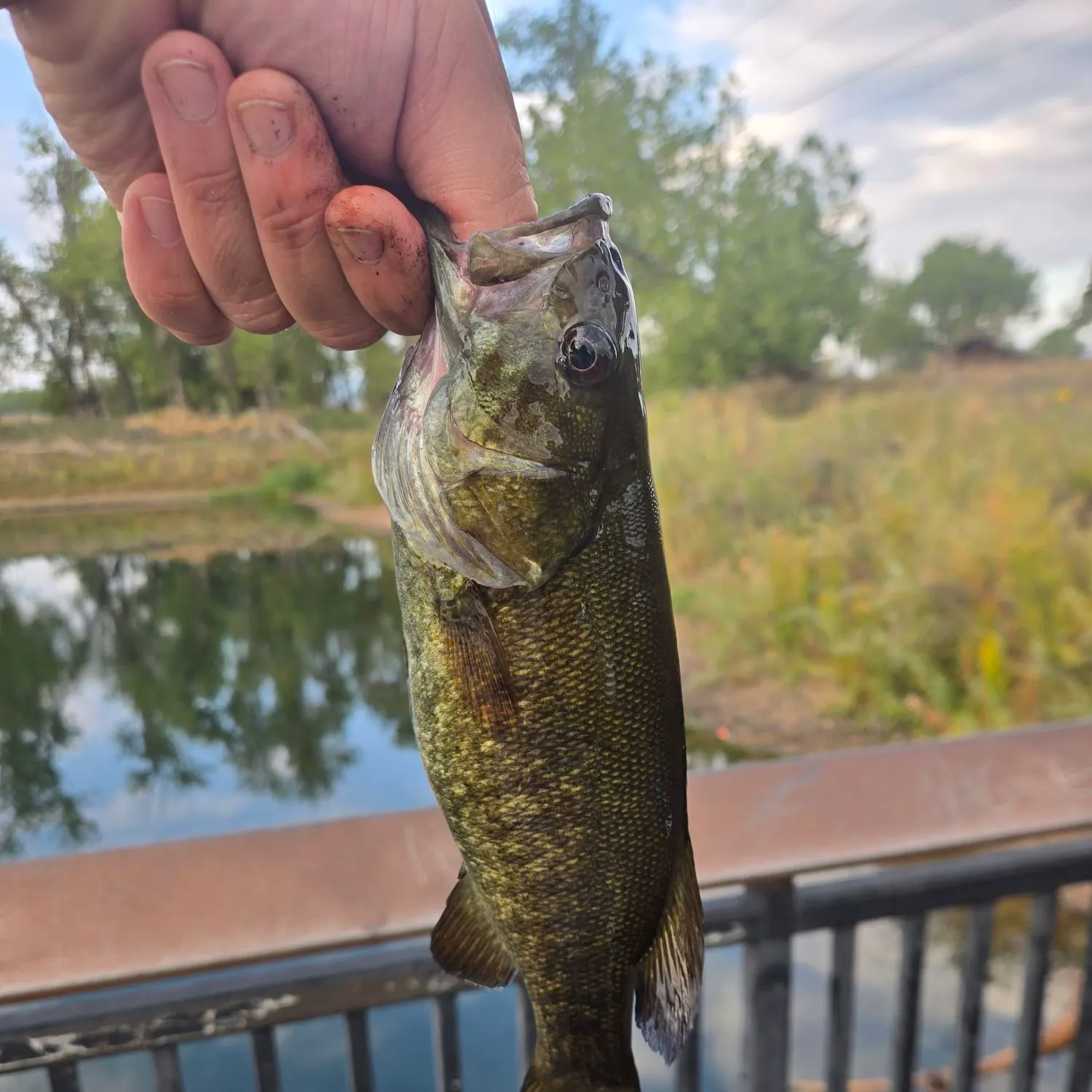 Smallmouth bass caught on Fishbrain