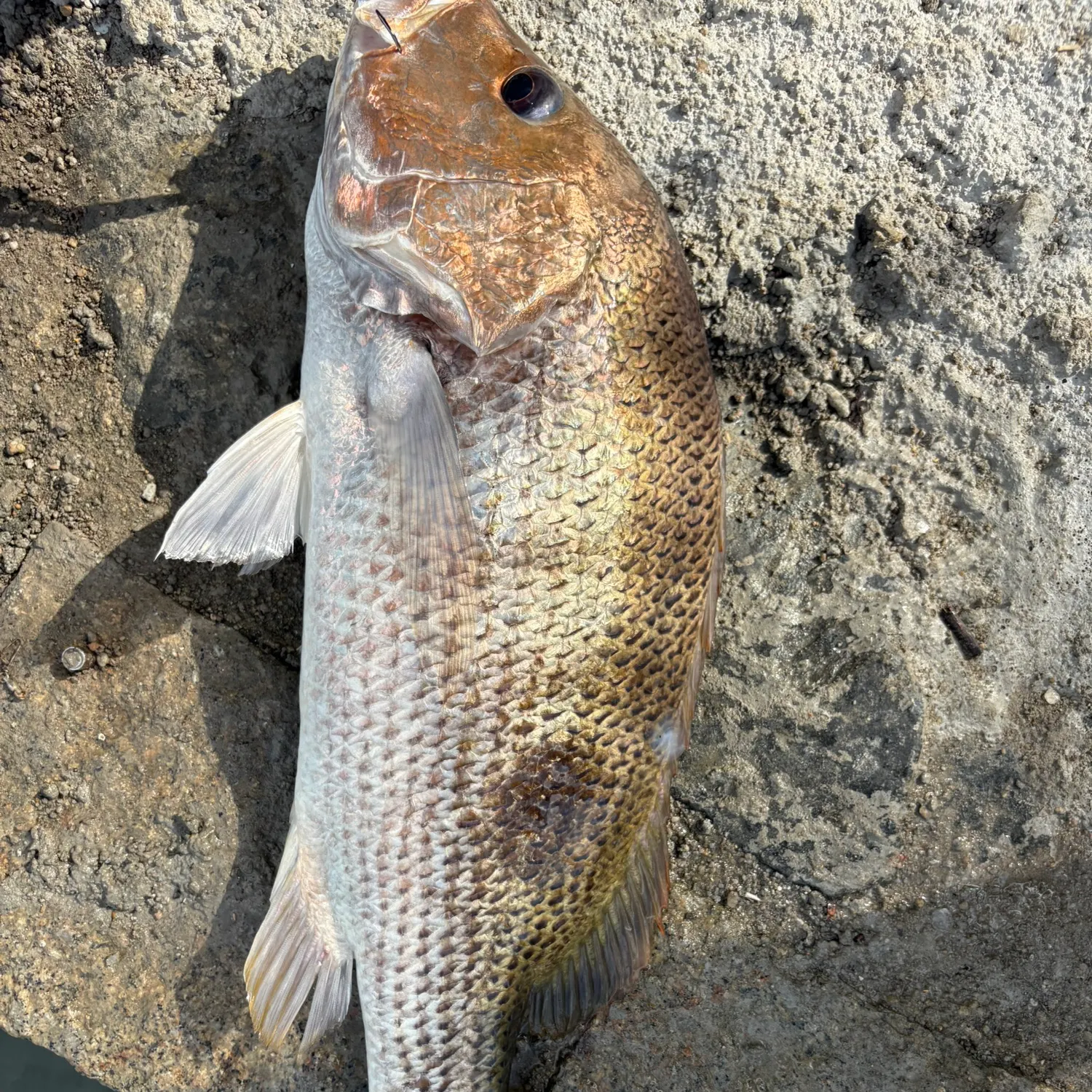 The most recent John's snapper catches on Fishbrain