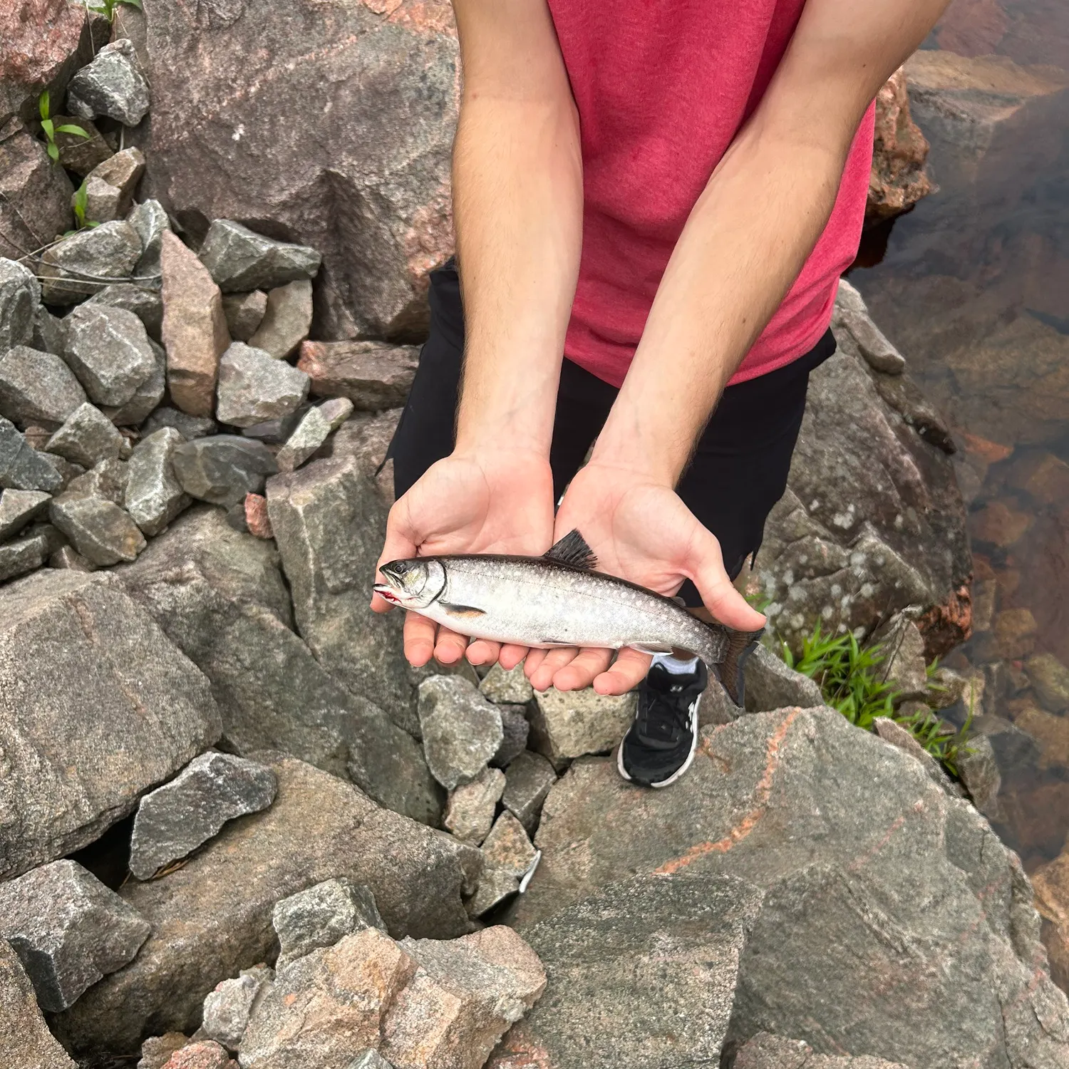The most recent Atlantic salmon catches on Fishbrain