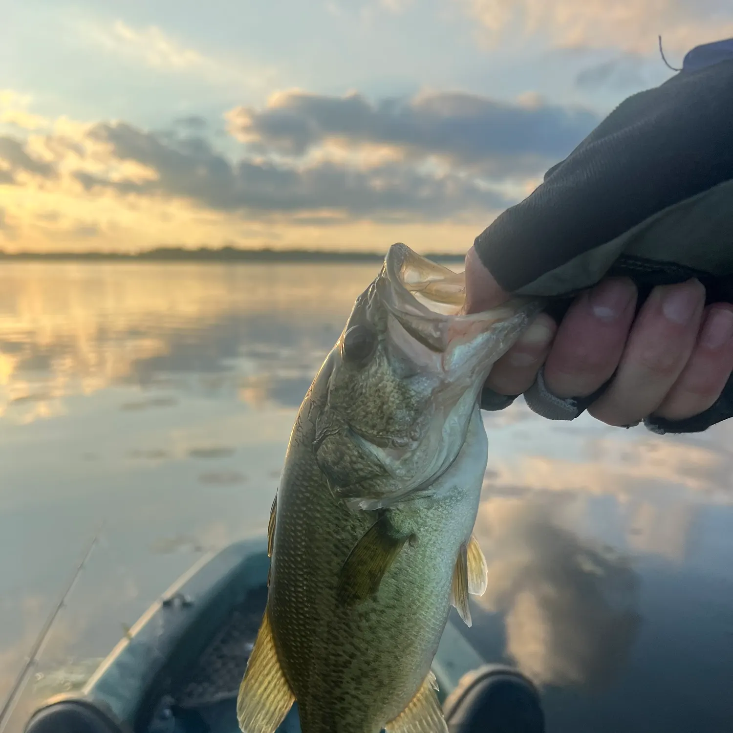 The most recent Largemouth bass catches on Fishbrain