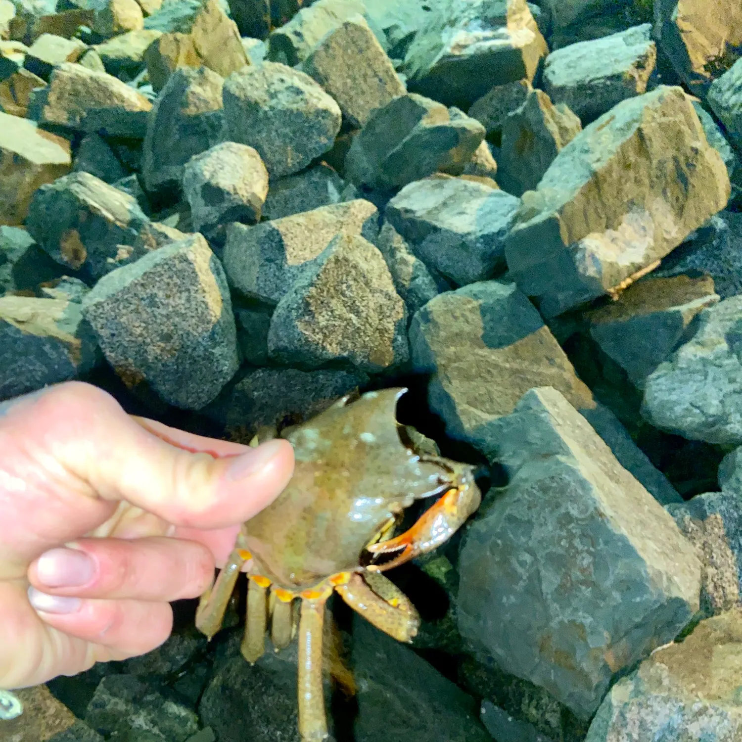 The most recent Sheep crab catches on Fishbrain