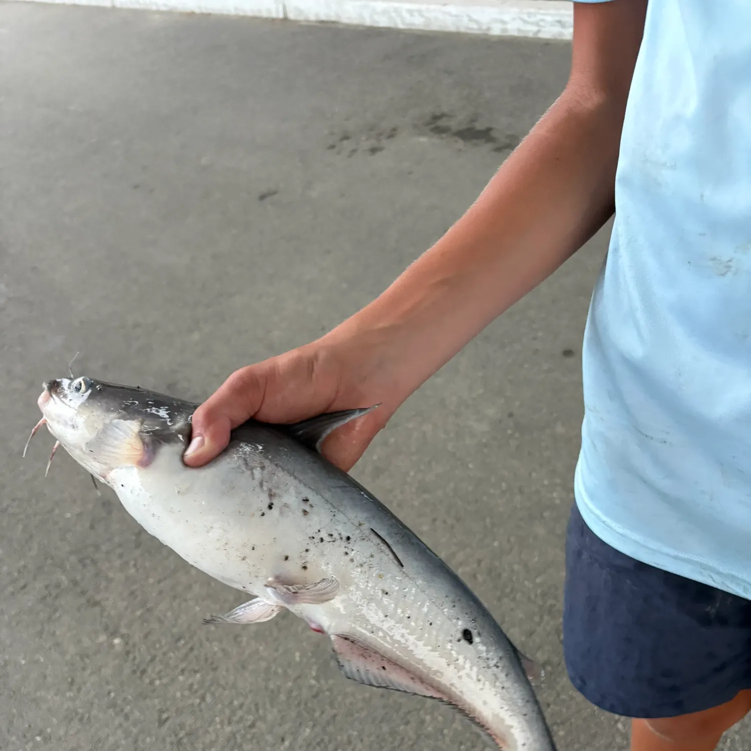 Blue catfish caught on Fishbrain