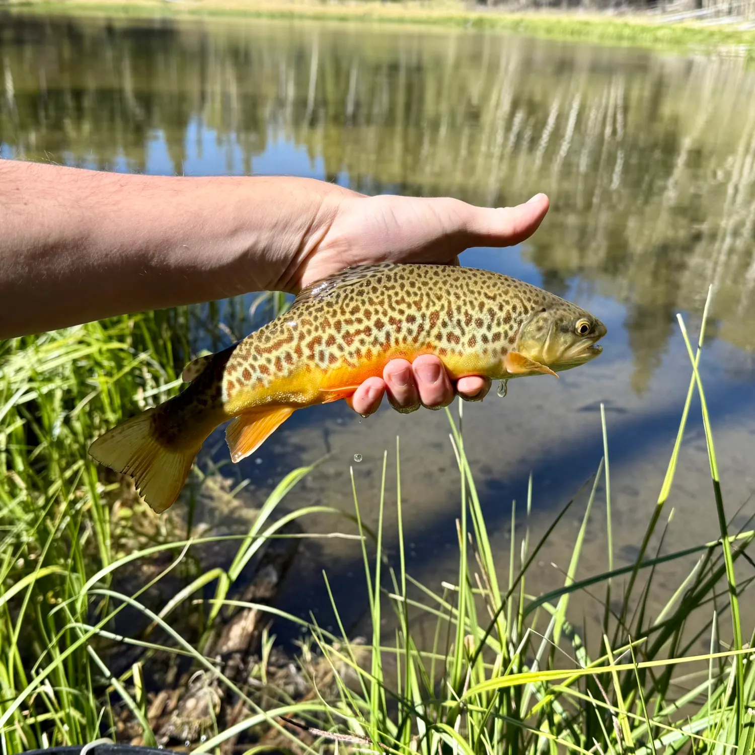The most recent Tiger trout catches on Fishbrain