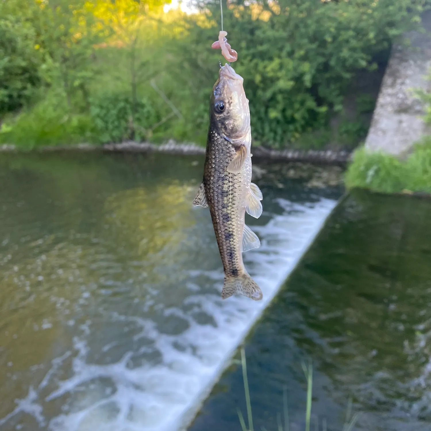 The most popular recent Pseudogobio esocinus esocinus catch on Fishbrain