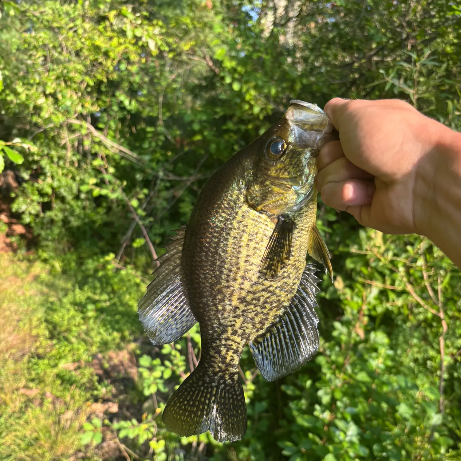 Black crappie caught on Fishbrain