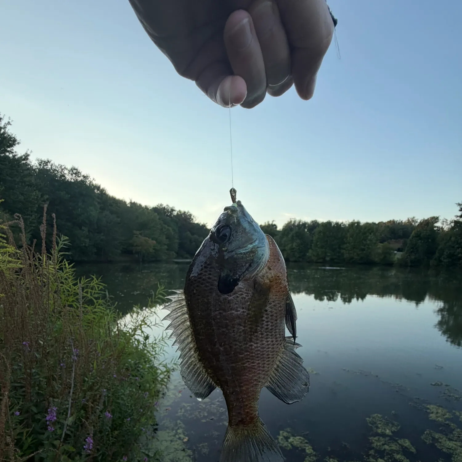 Bluegill caught on Fishbrain