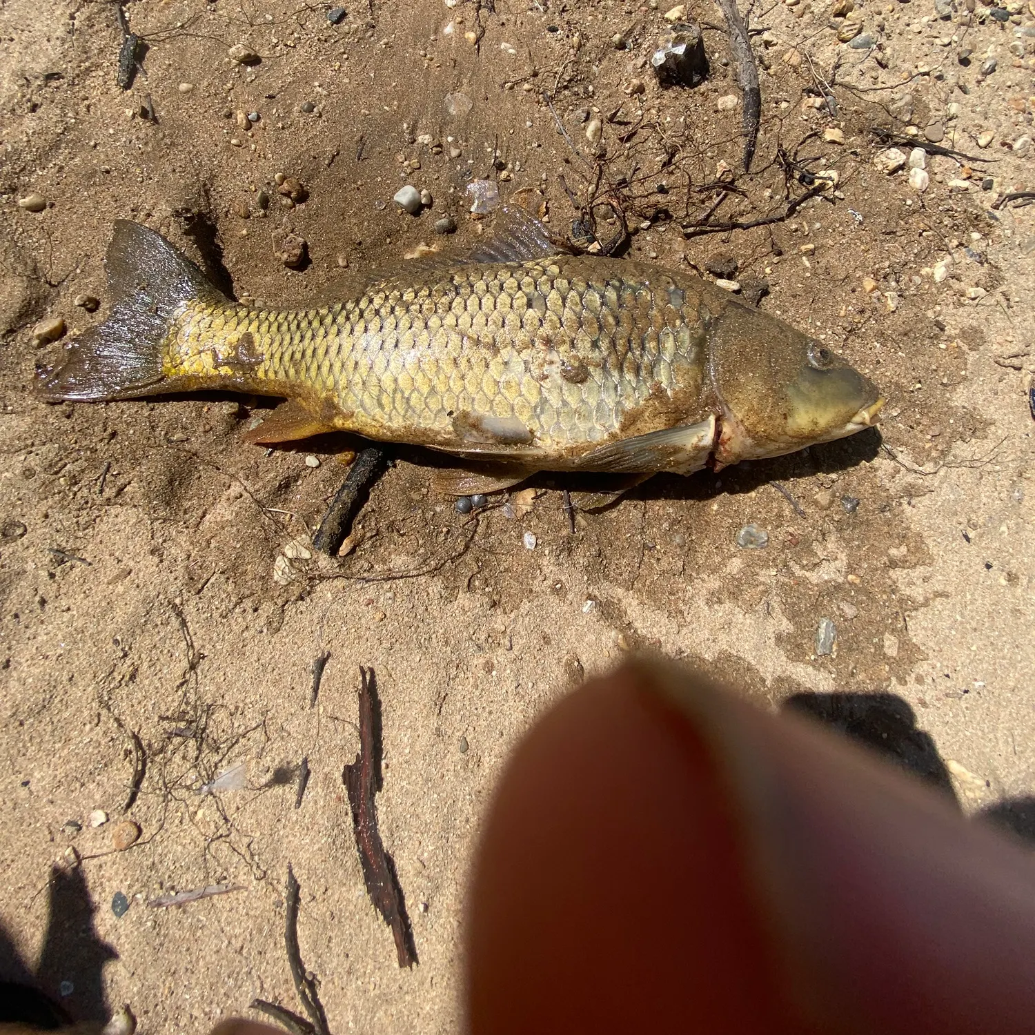 The most recent Common carp catches on Fishbrain