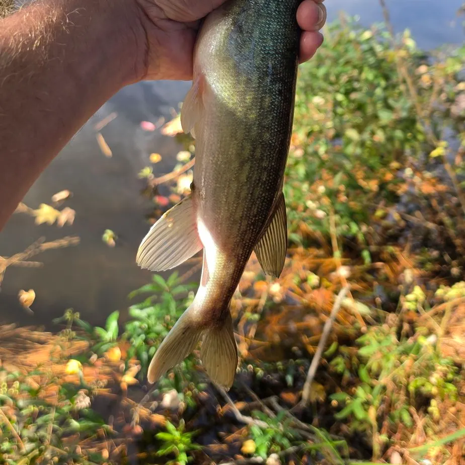 Chain pickerel caught on Fishbrain