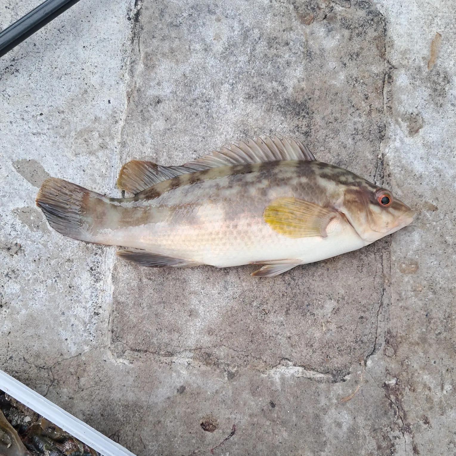 The most recent Ballan wrasse catches on Fishbrain