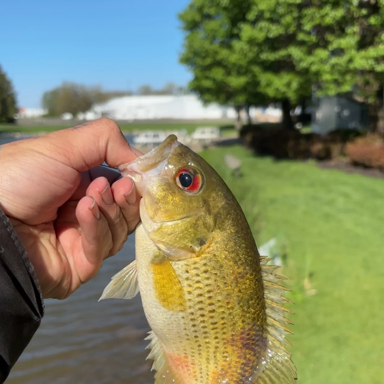 Rock bass caught on Fishbrain