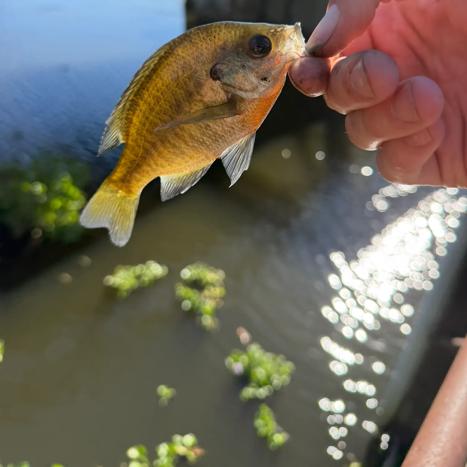 catch