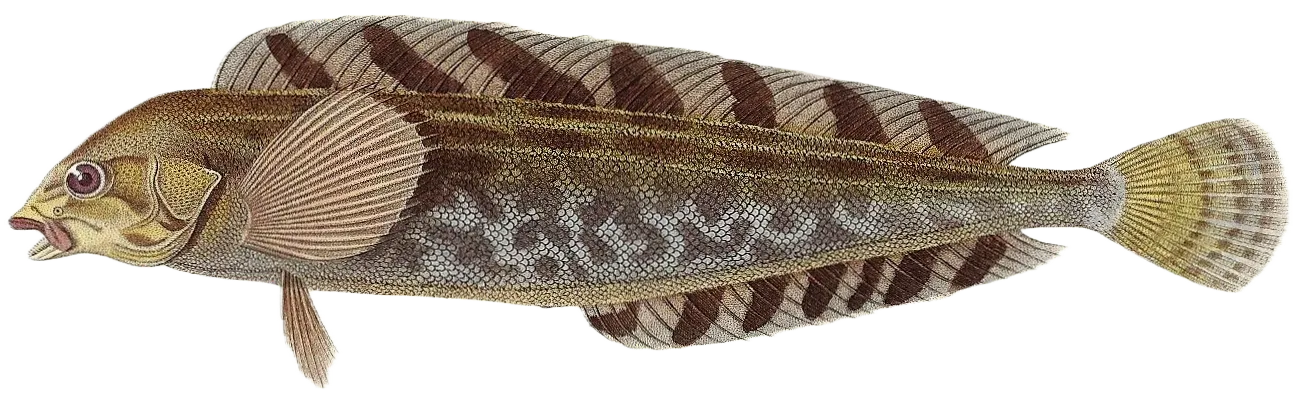 Whitespotted greenling