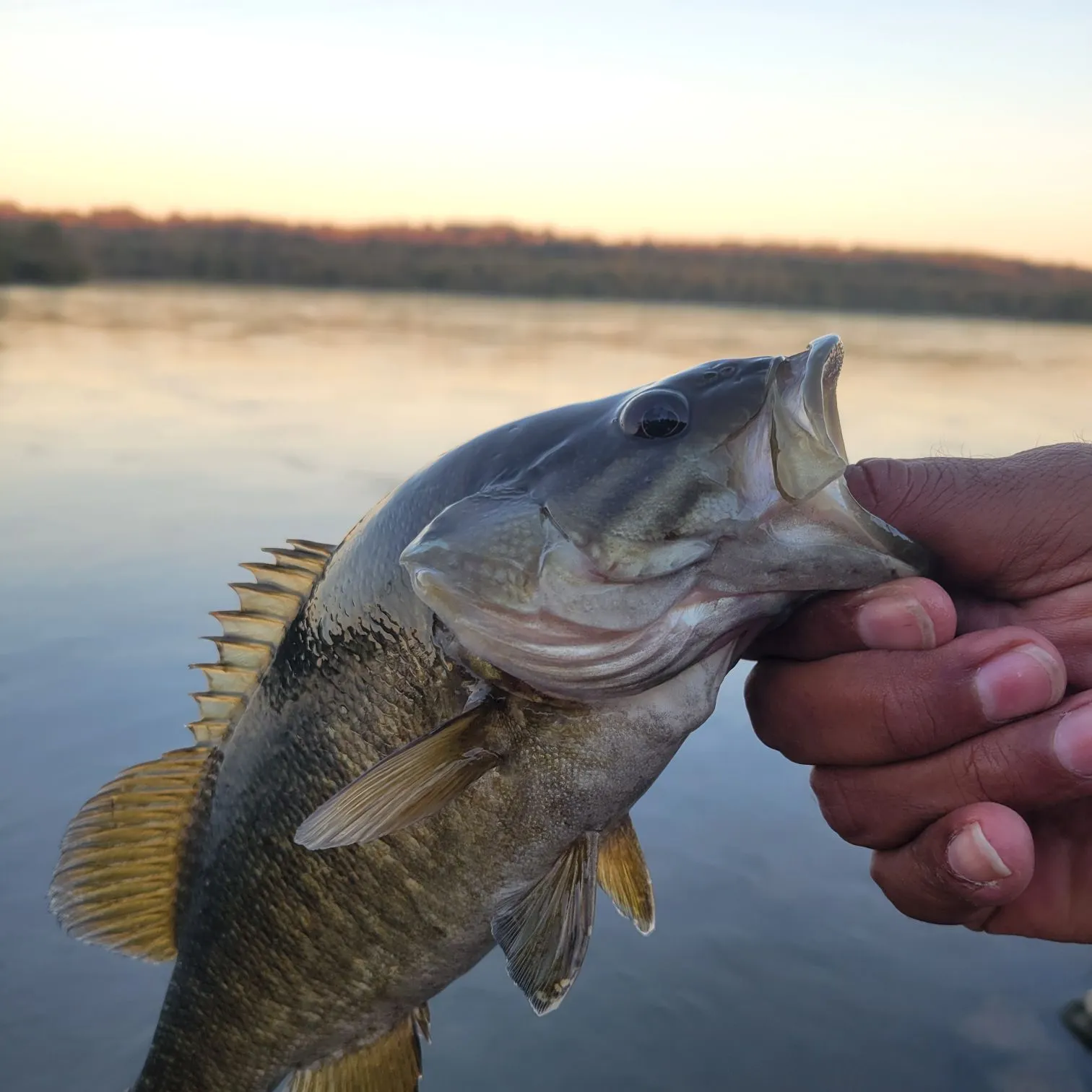 Smallmouth bass caught on Fishbrain
