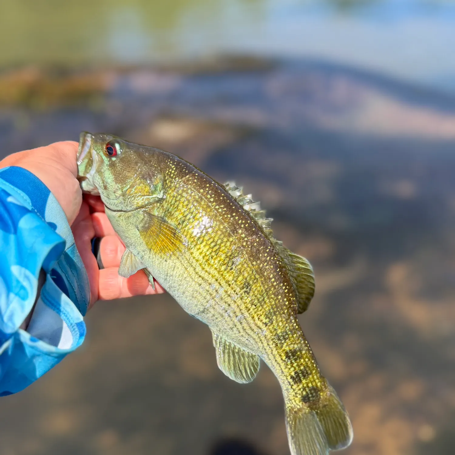 The most recent Tallapoosa bass catches on Fishbrain