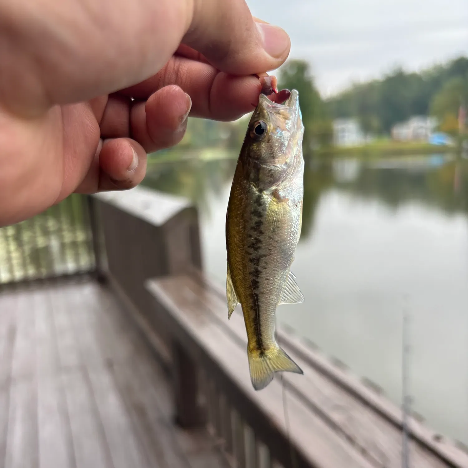 Spotted bass caught on Fishbrain