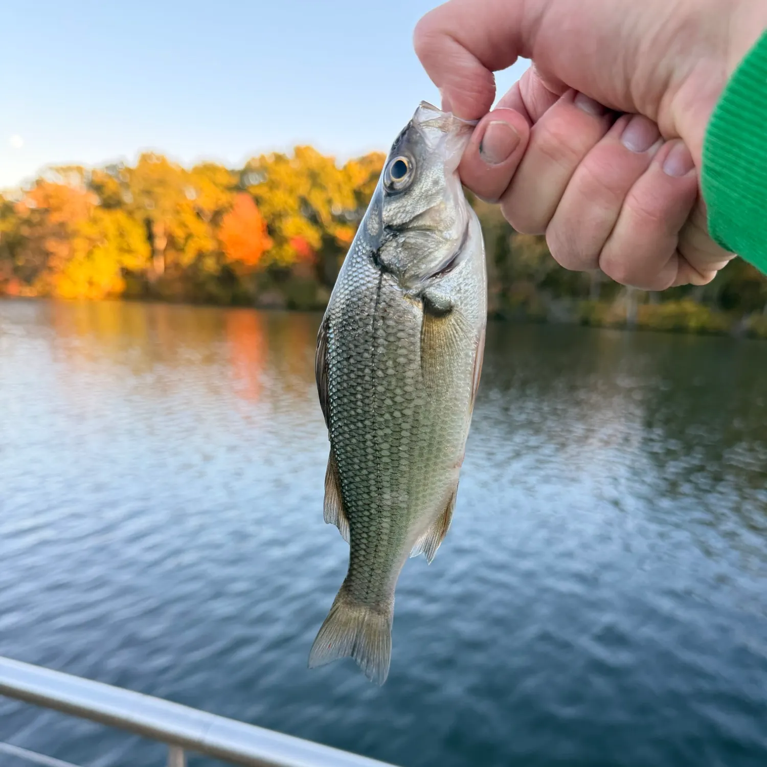 The most recent White perch catches on Fishbrain
