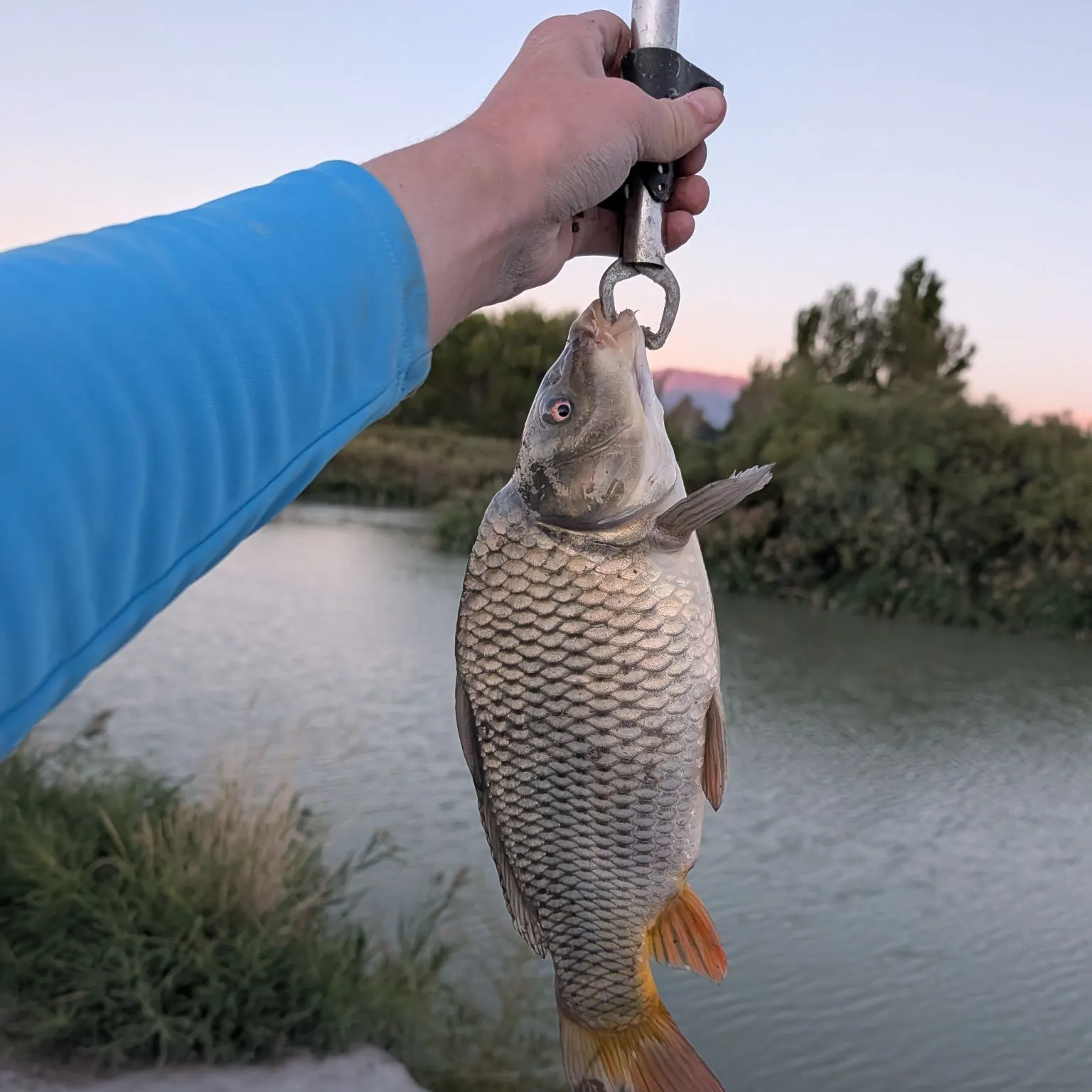 Common carp caught on Fishbrain