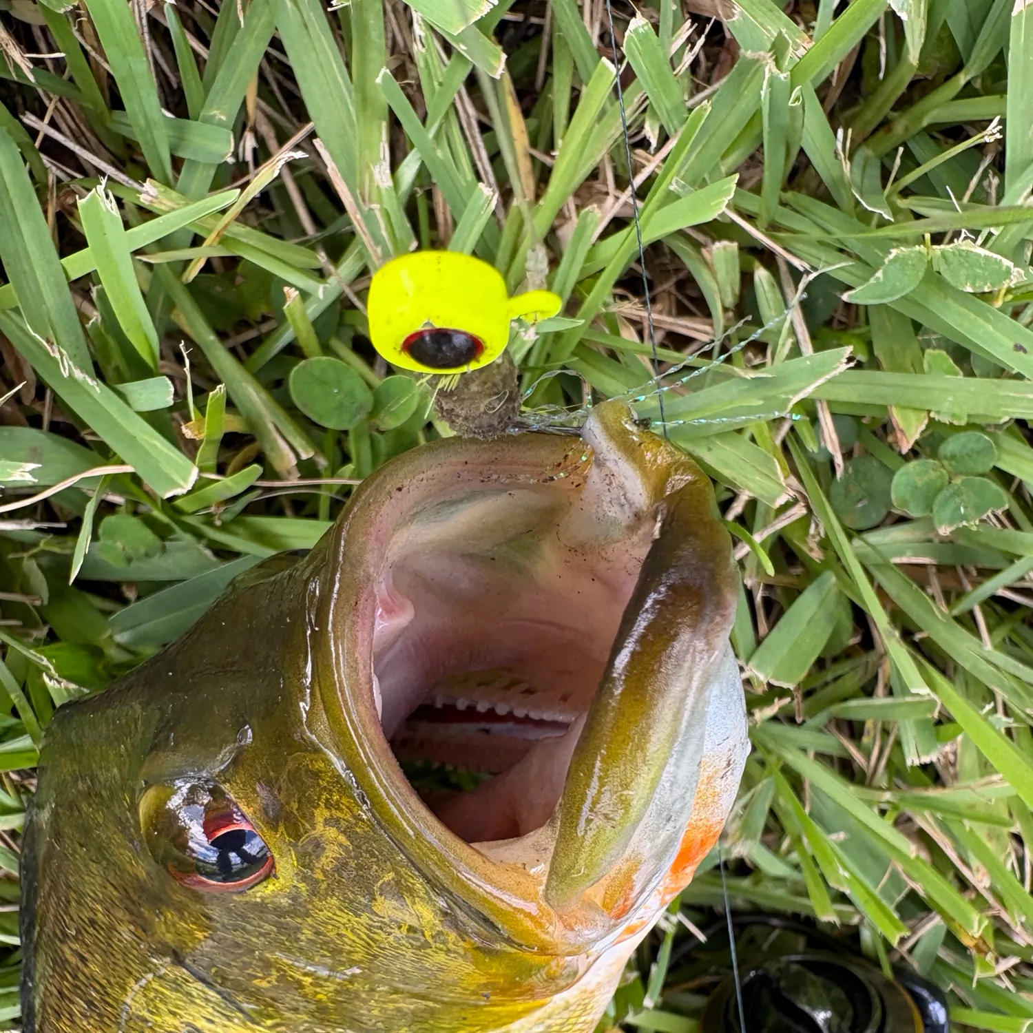 Butterfly peacock bass caught on Fishbrain