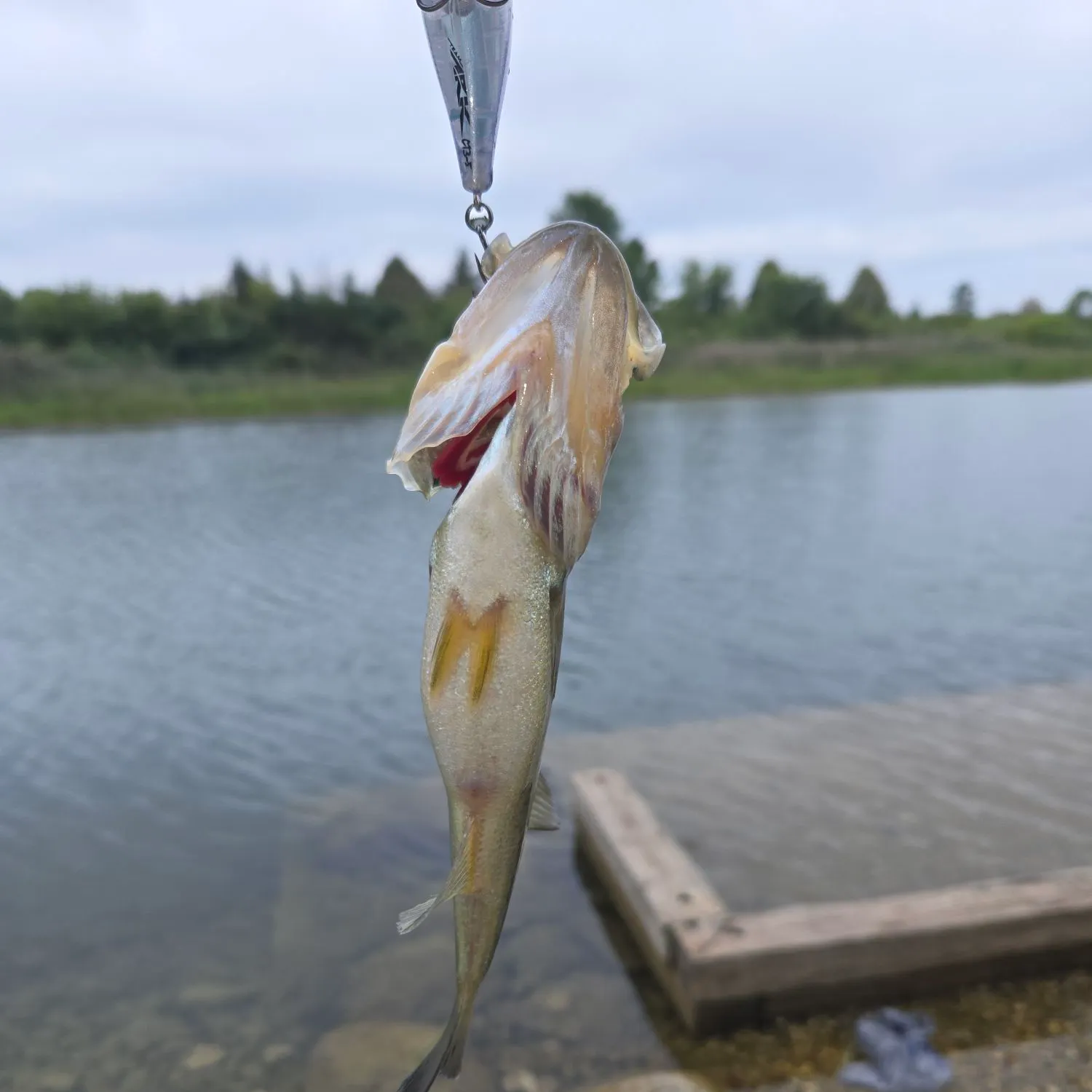 Fish caught on Fishbrain
