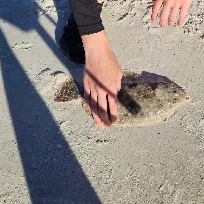 The most recent Southern flounder catches on Fishbrain