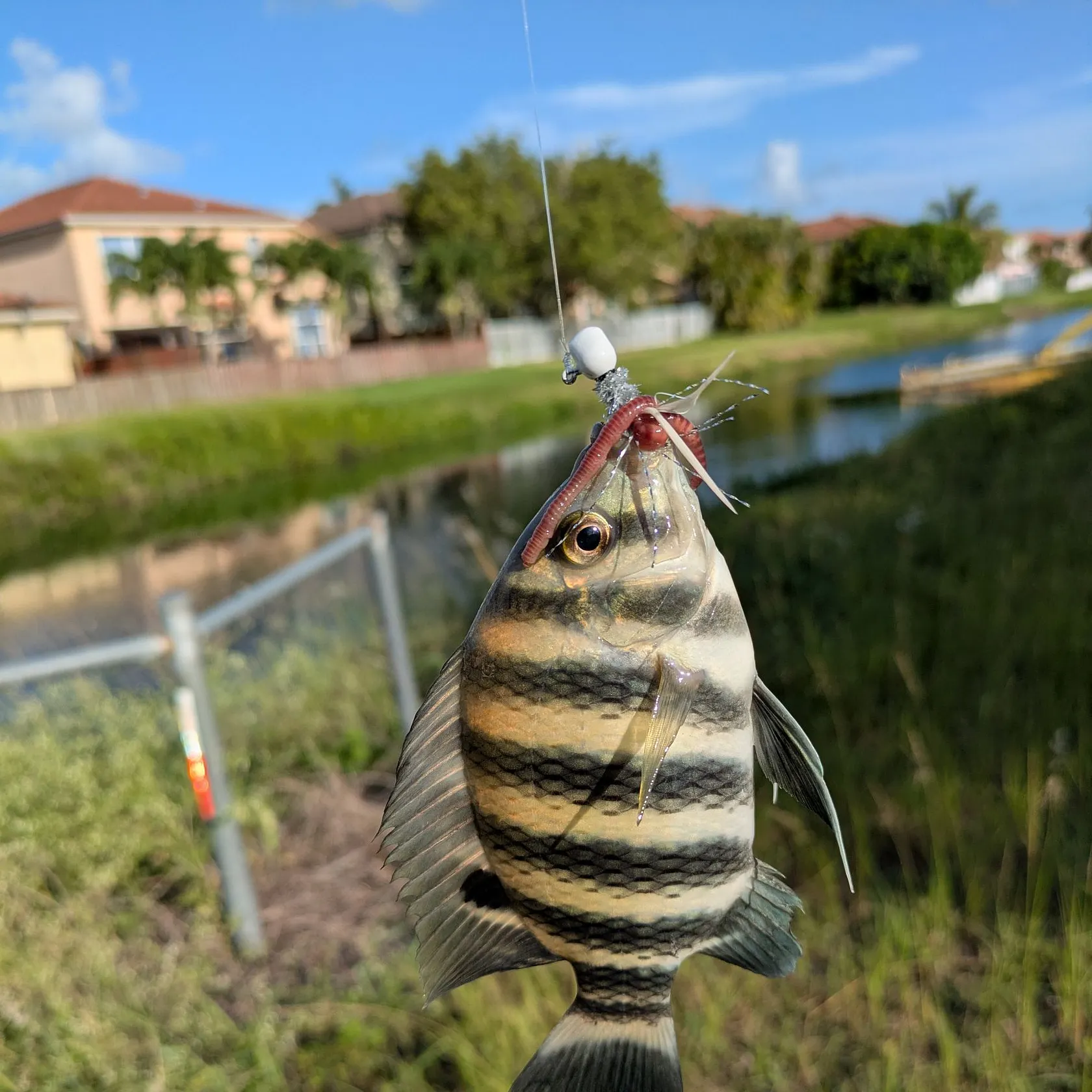 The most recent Zebra tilapia catches on Fishbrain