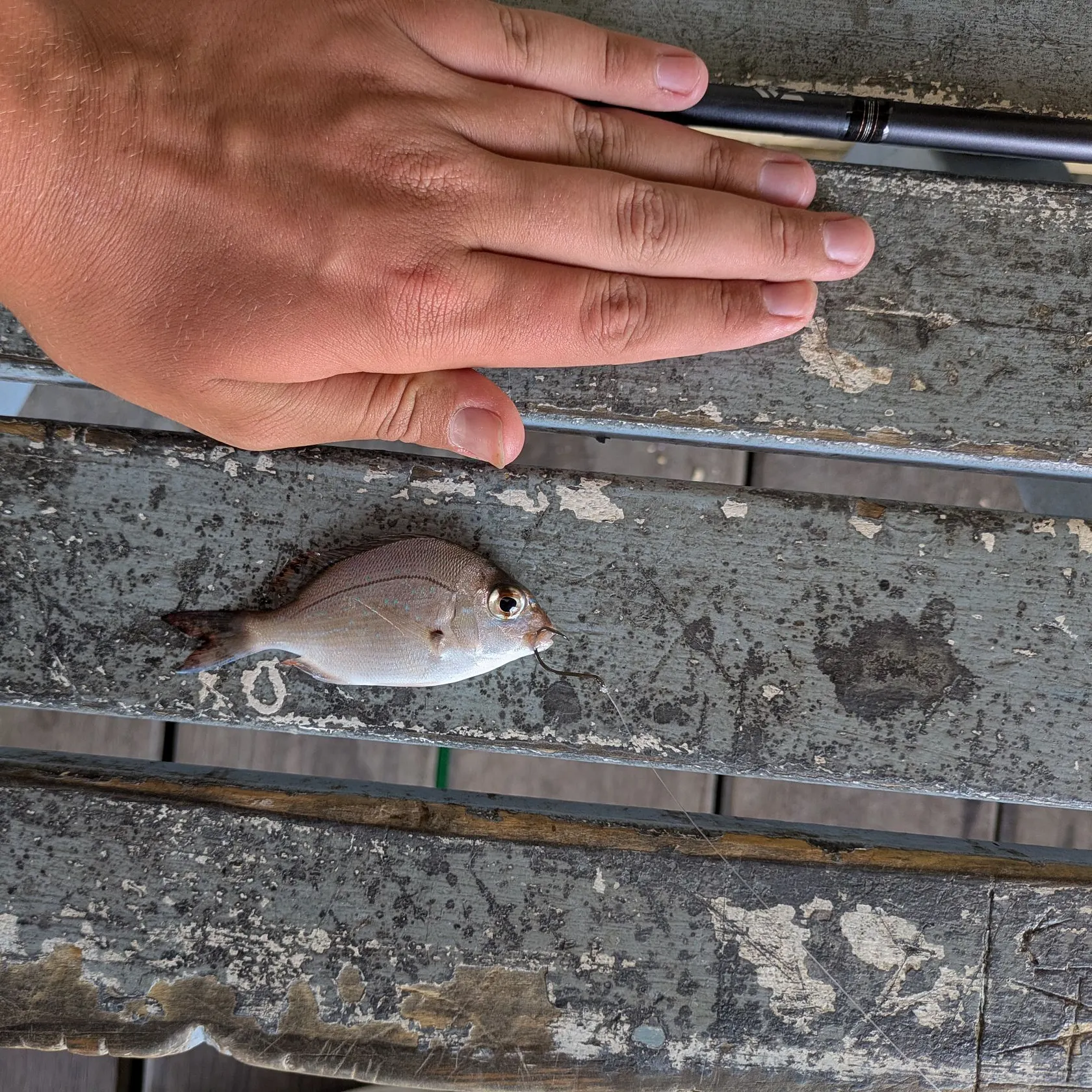 The most recent Australasian snapper catches on Fishbrain