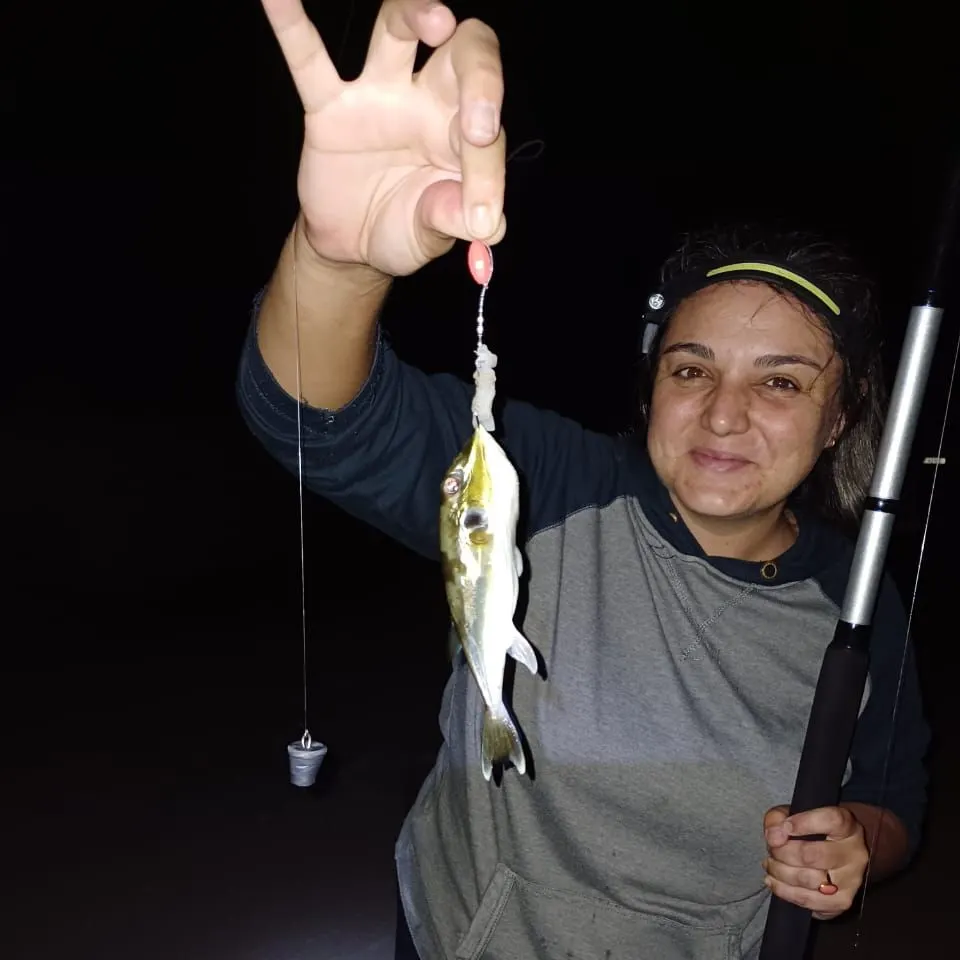The most recent Half-smooth golden pufferfish catches on Fishbrain
