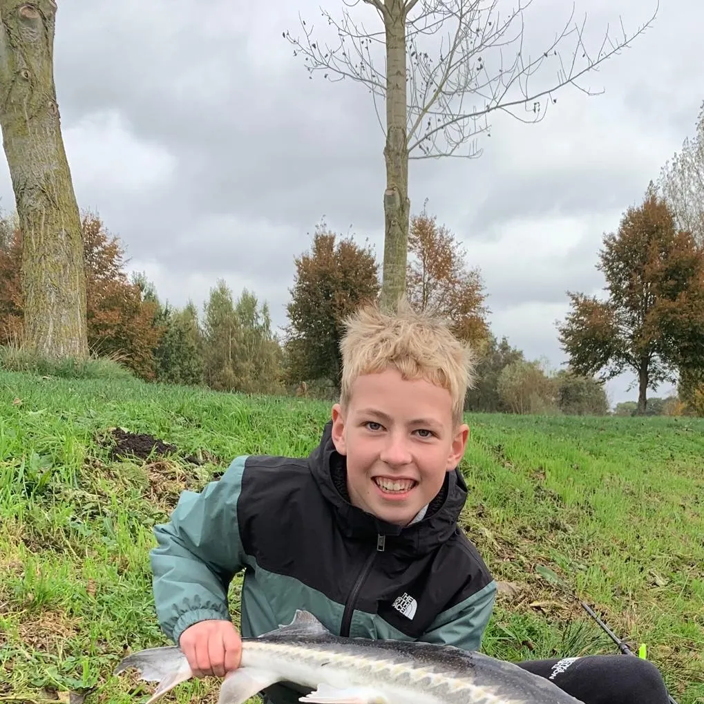 The most recent European sturgeon catches on Fishbrain