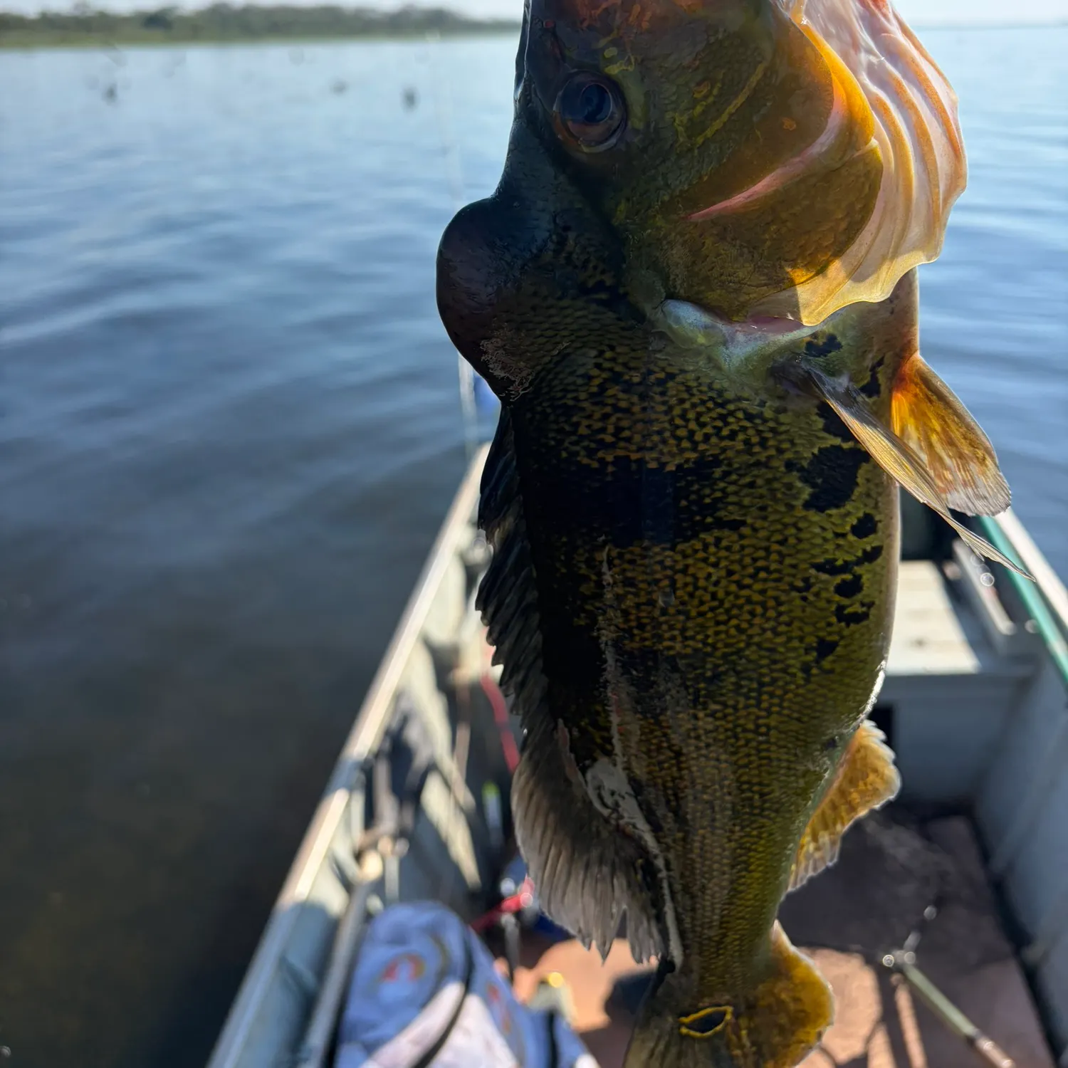 The most recent Kelberi peacock bass catches on Fishbrain